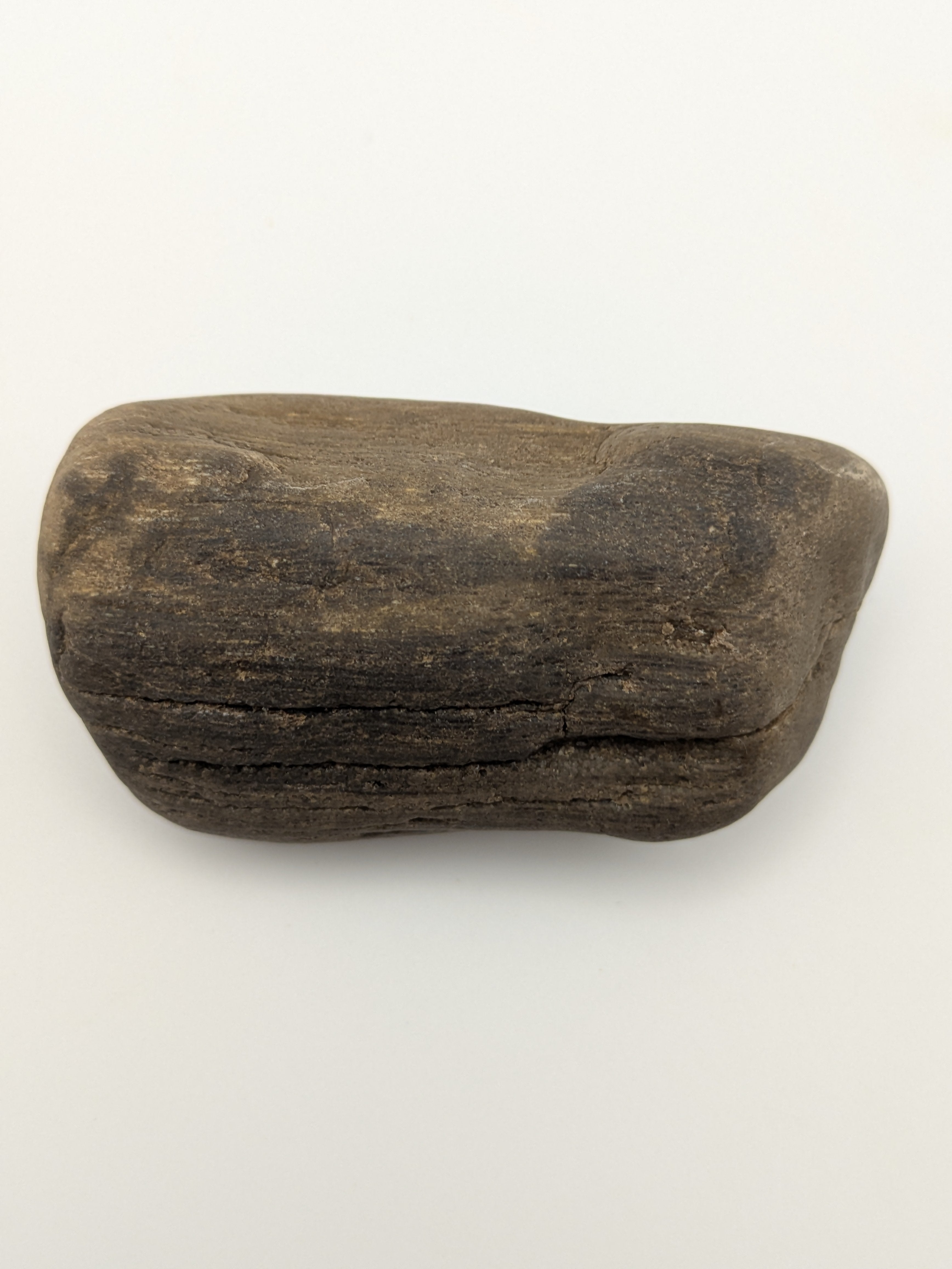 Petrified Wood Specimen