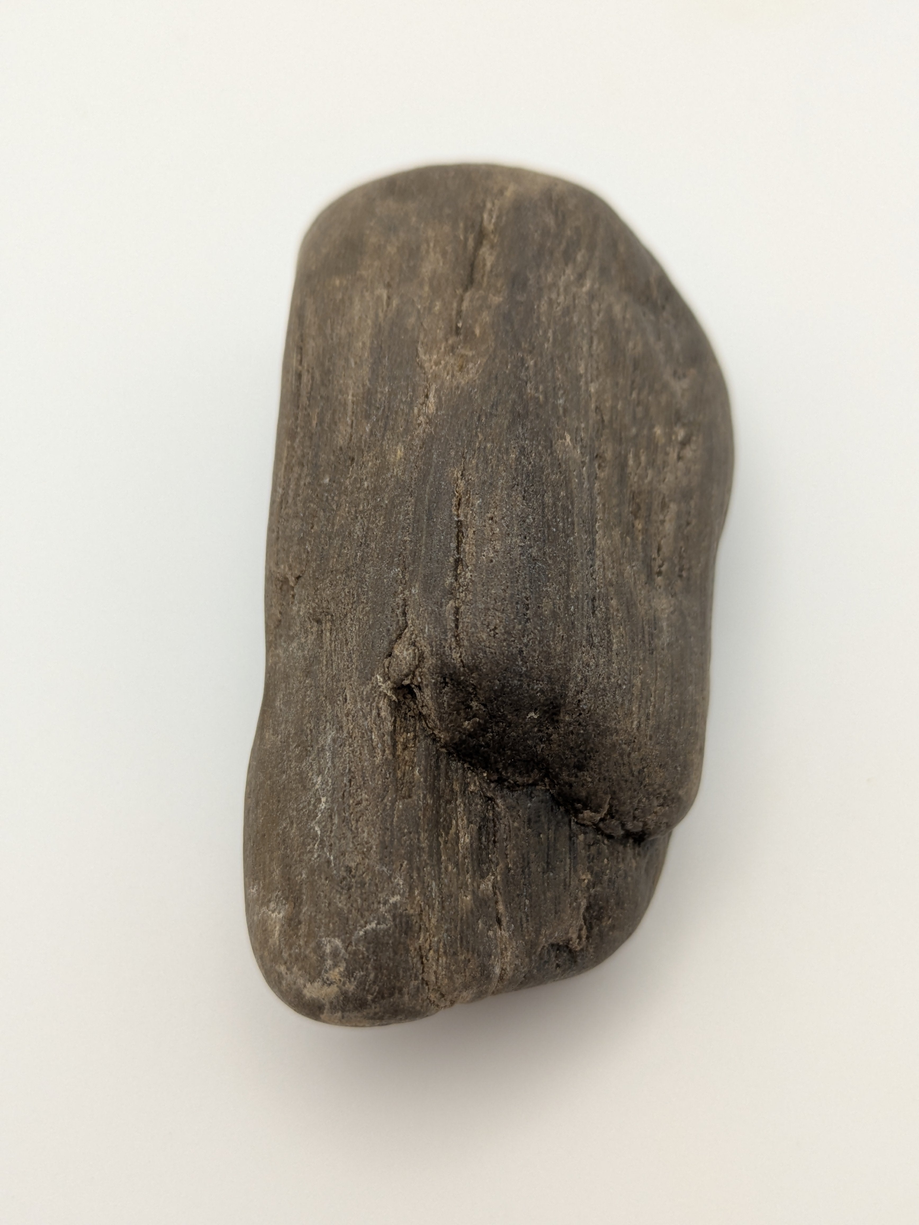 Petrified Wood Specimen