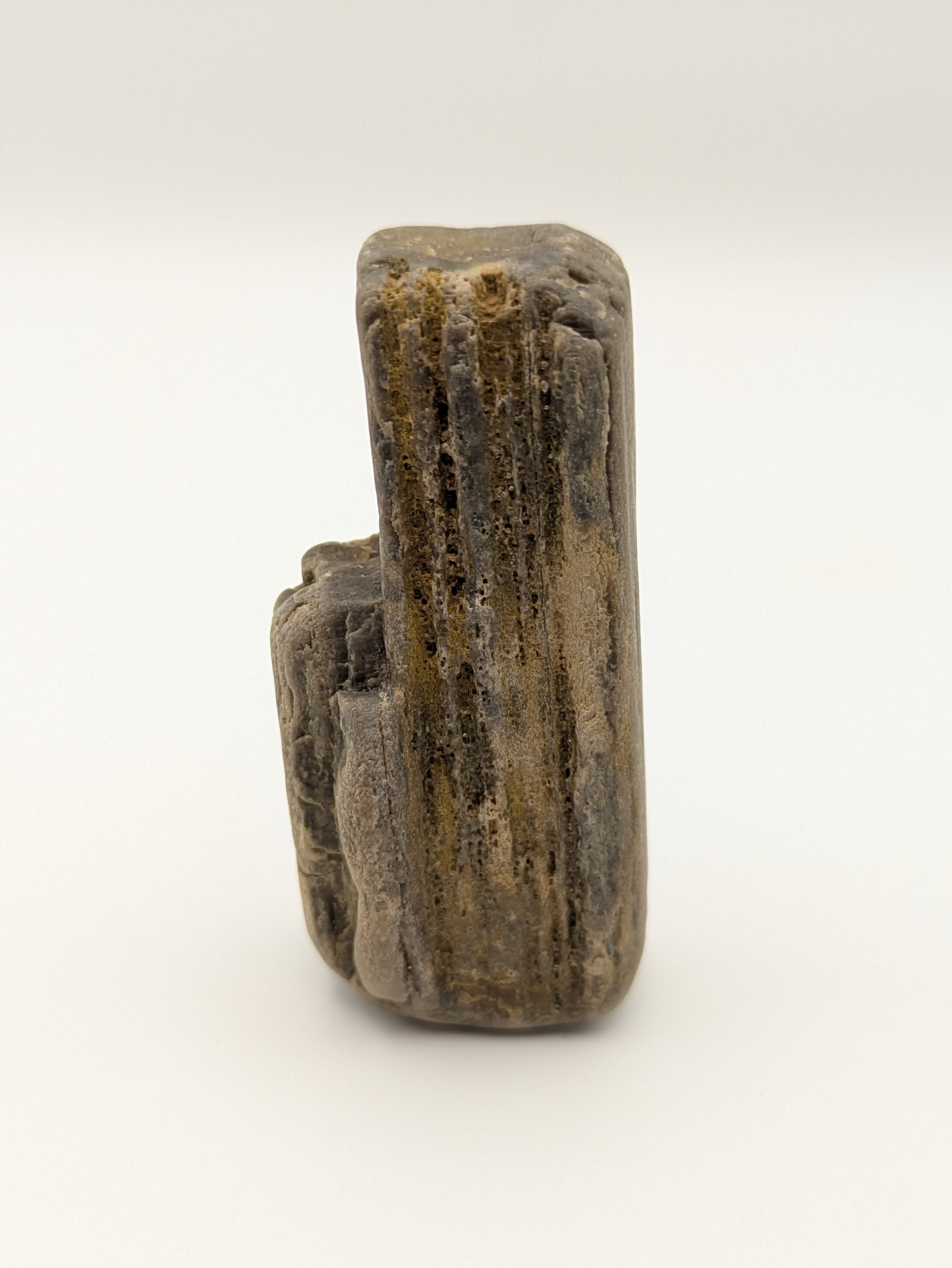 Petrified Wood Specimen