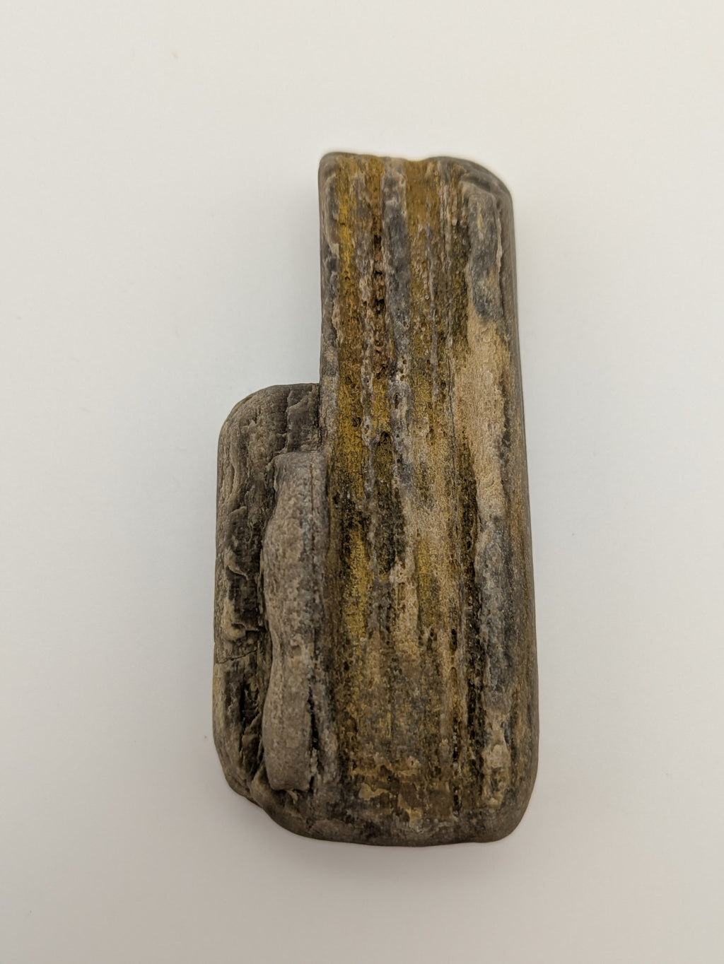 Petrified Wood Specimen