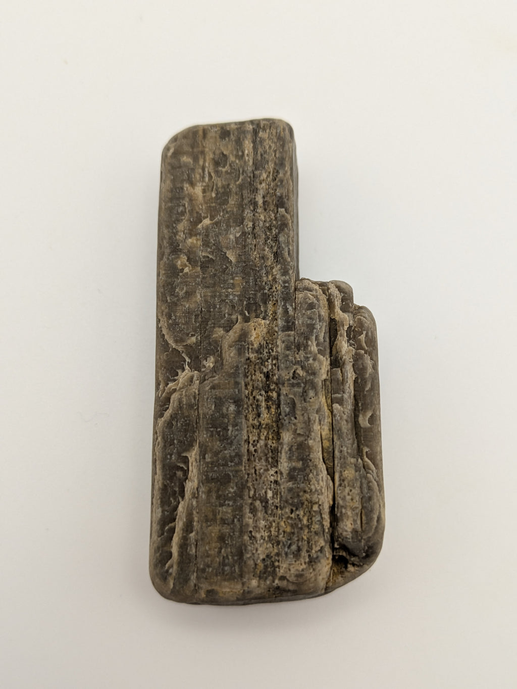 Petrified Wood Specimen