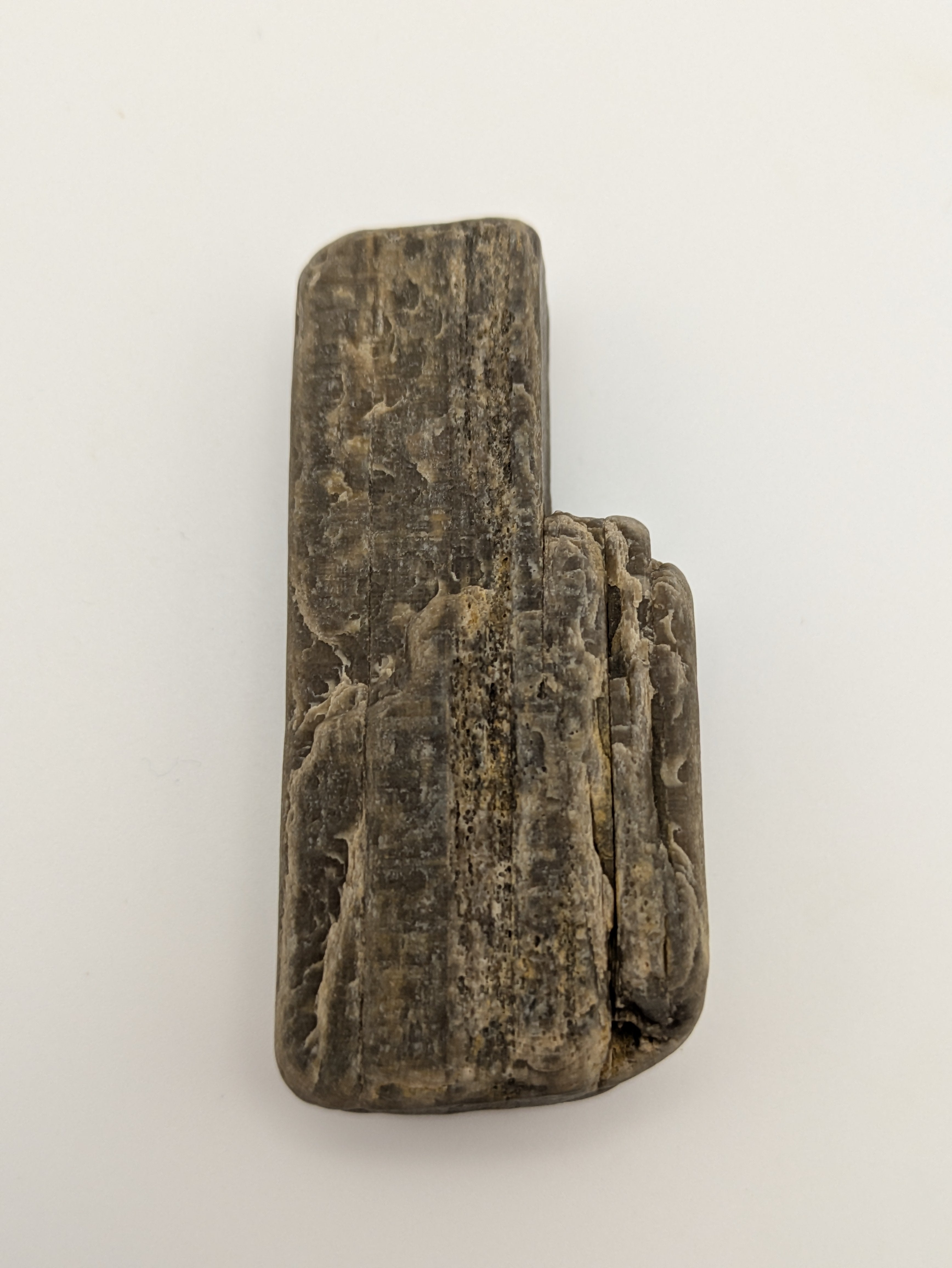 Petrified Wood Specimen