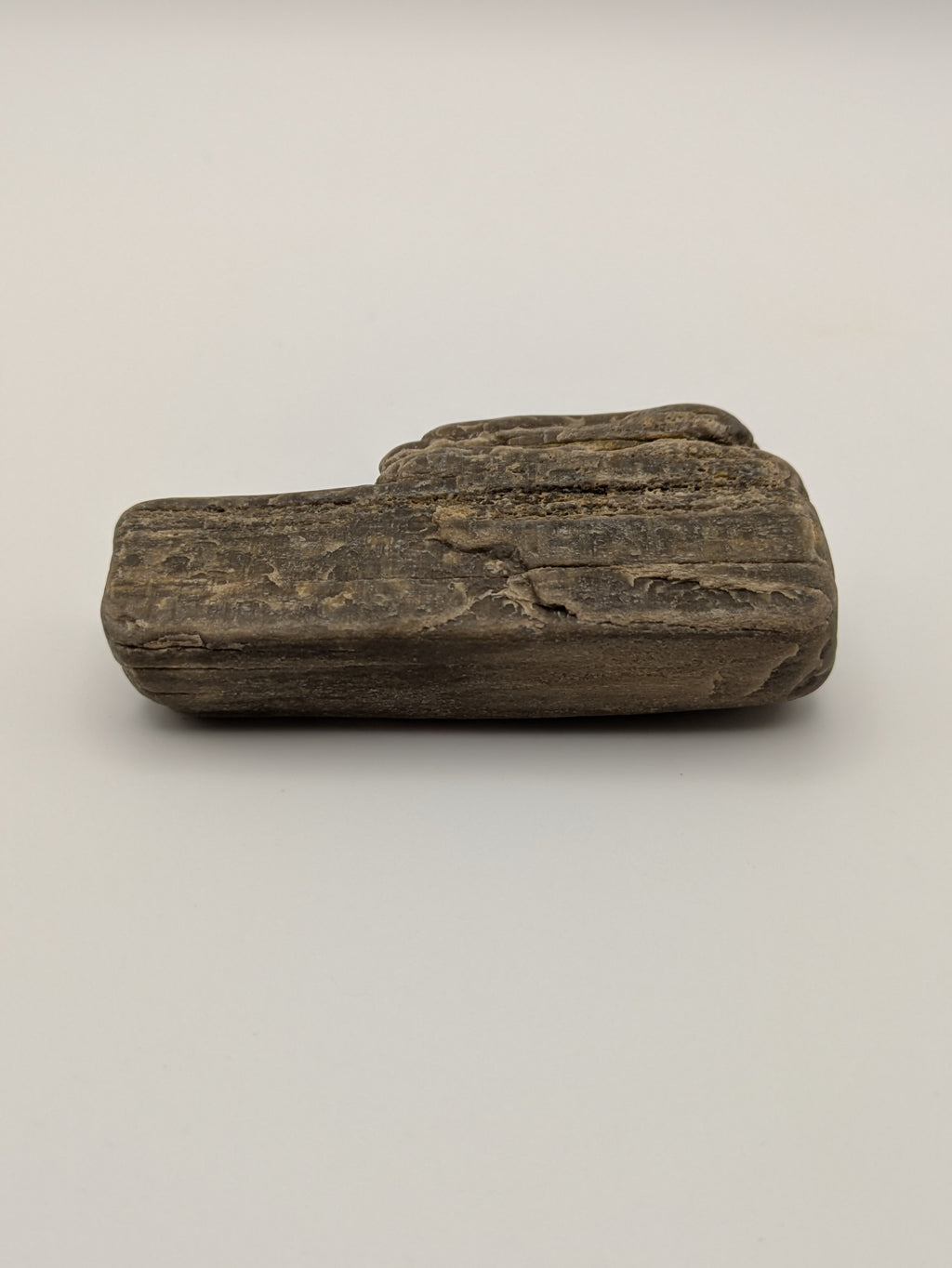 Petrified Wood Specimen