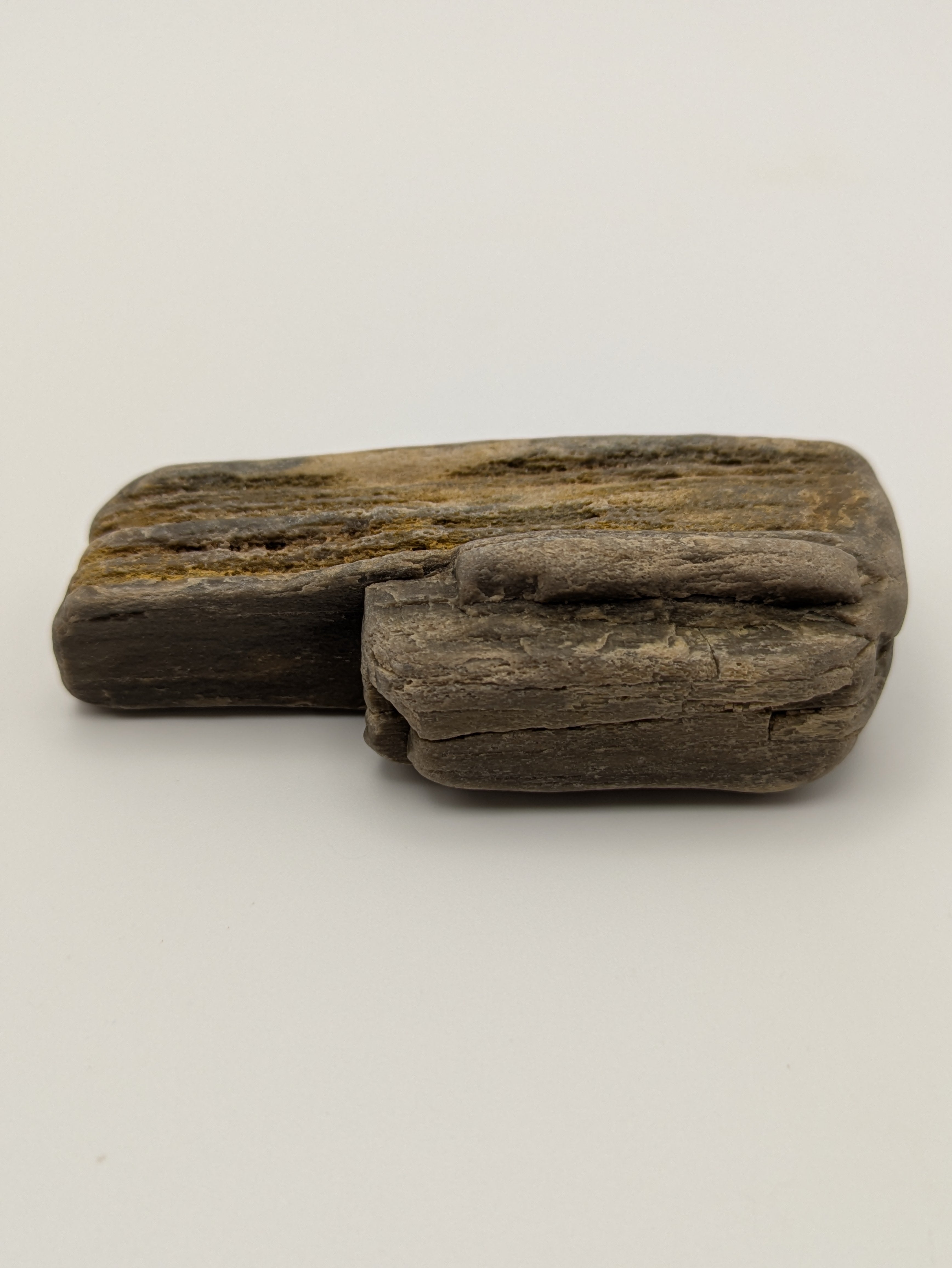 Petrified Wood Specimen