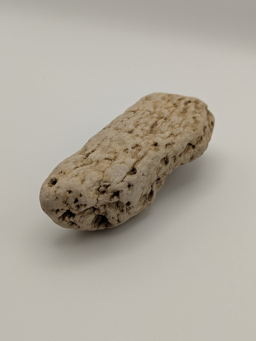 Petrified Wood Specimen