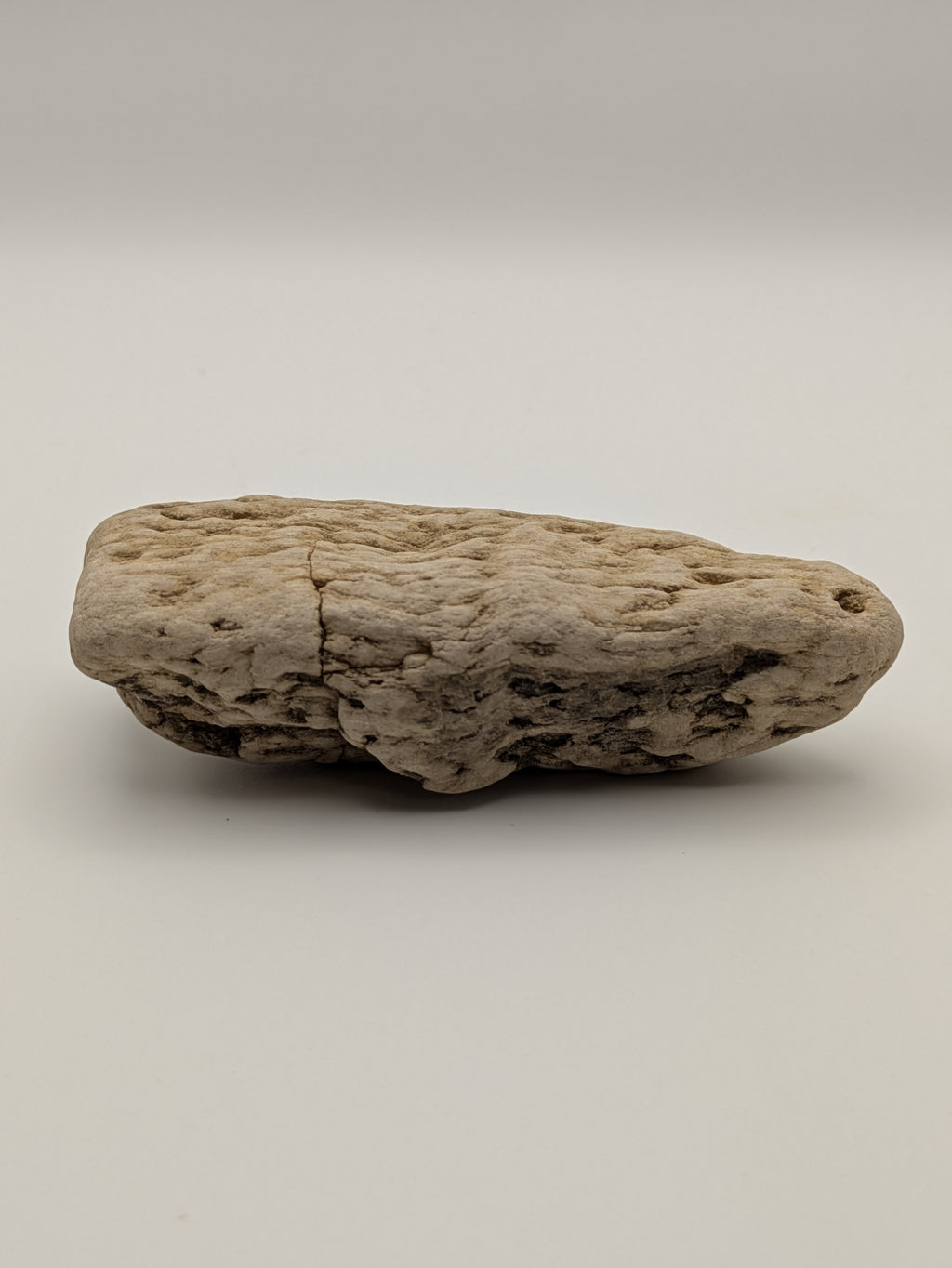 Petrified Wood Specimen