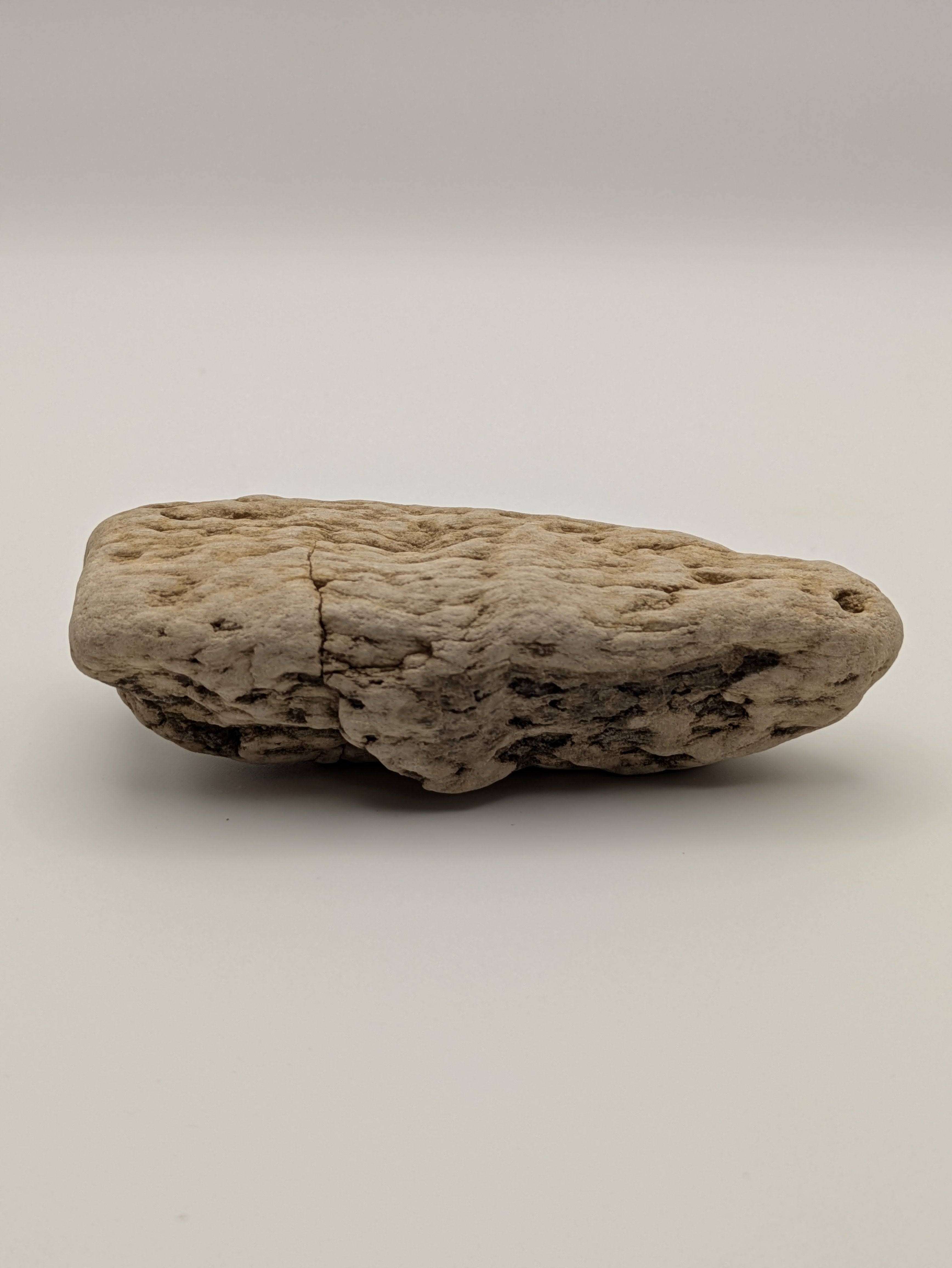 Petrified Wood Specimen