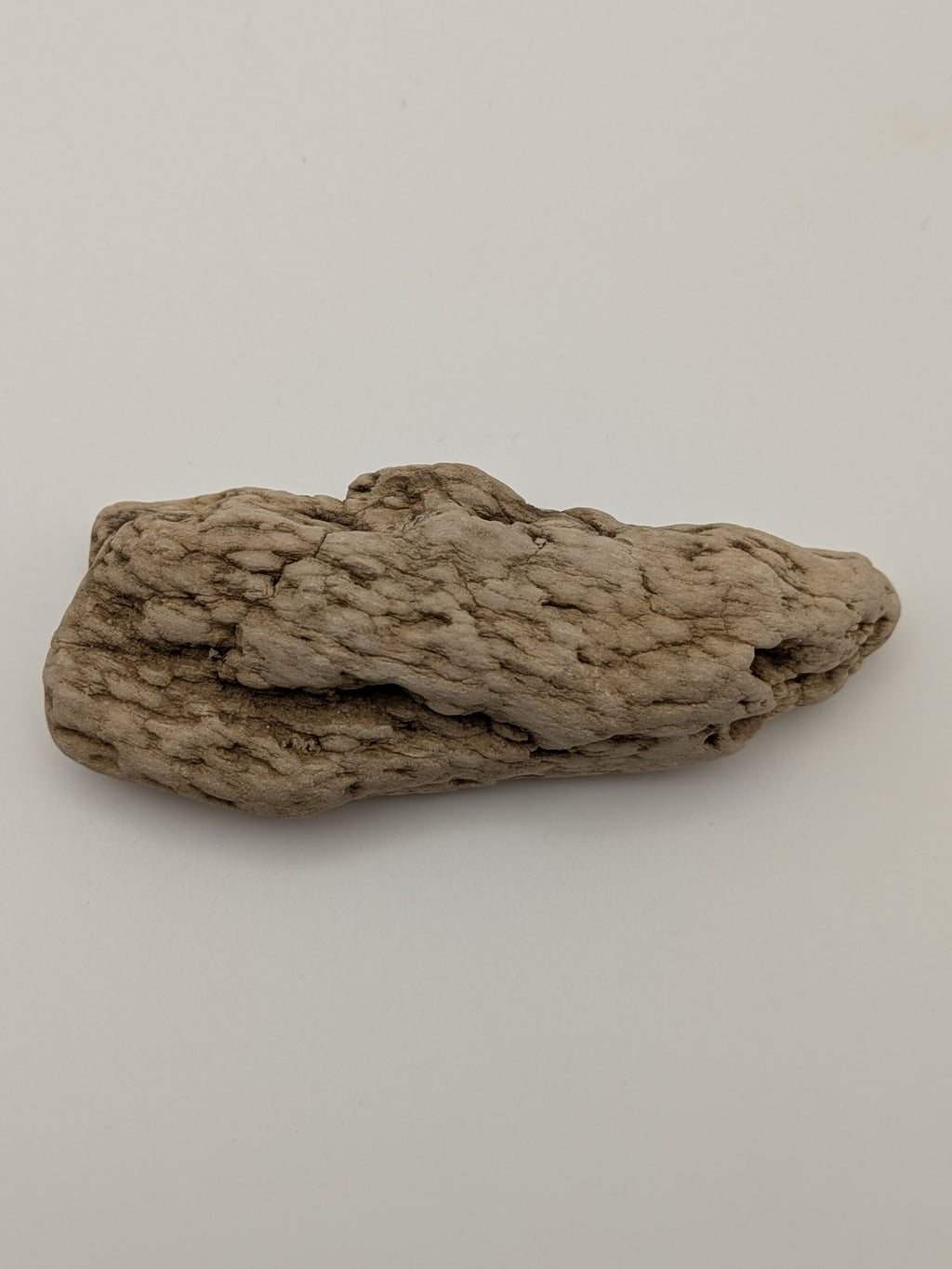 Petrified Wood Specimen