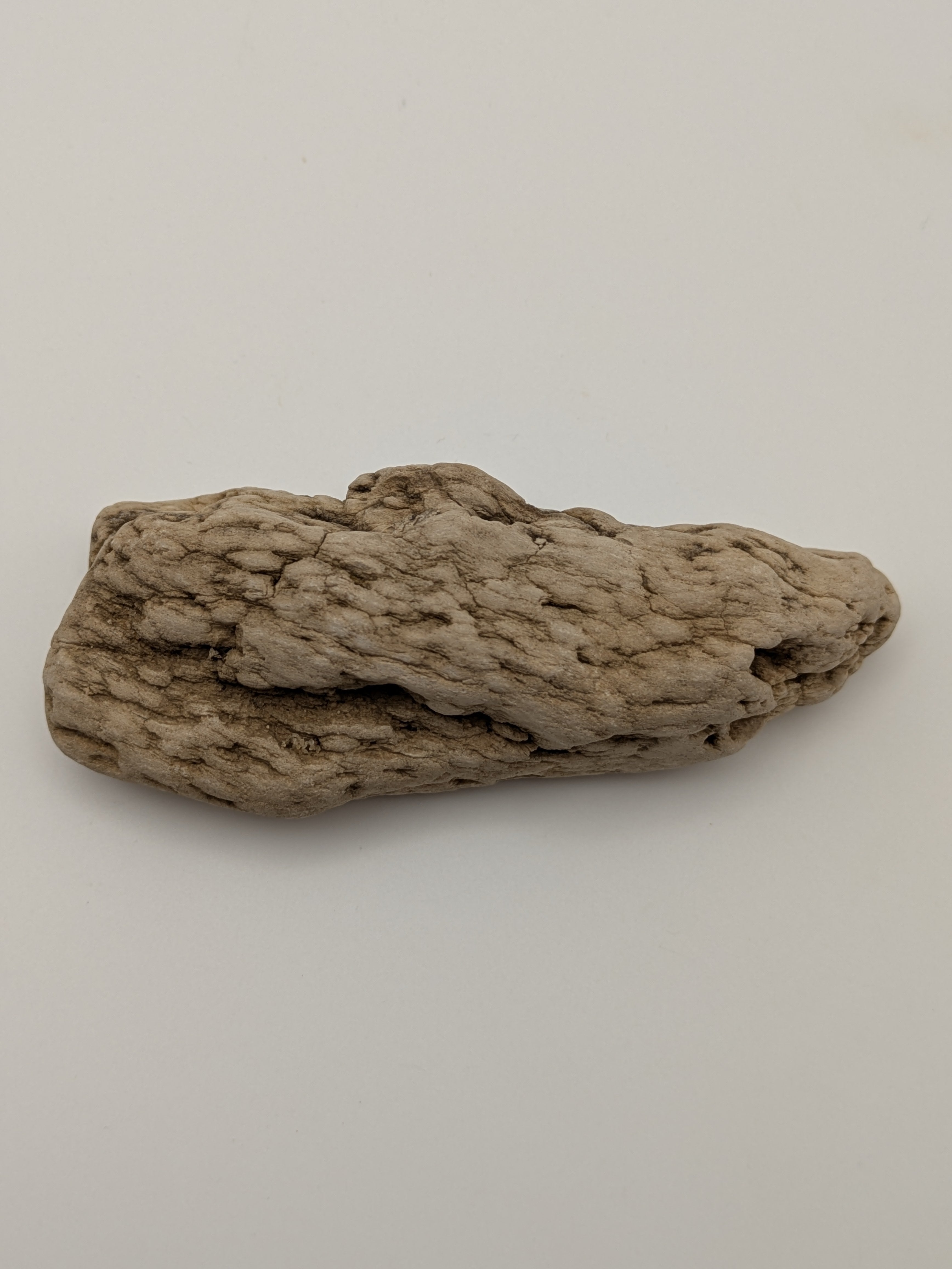 Petrified Wood Specimen