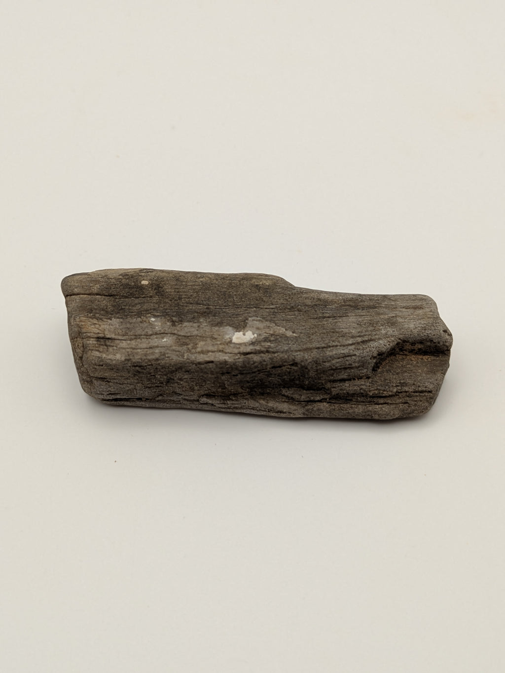 Petrified Wood Specimen