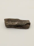 Petrified Wood Specimen