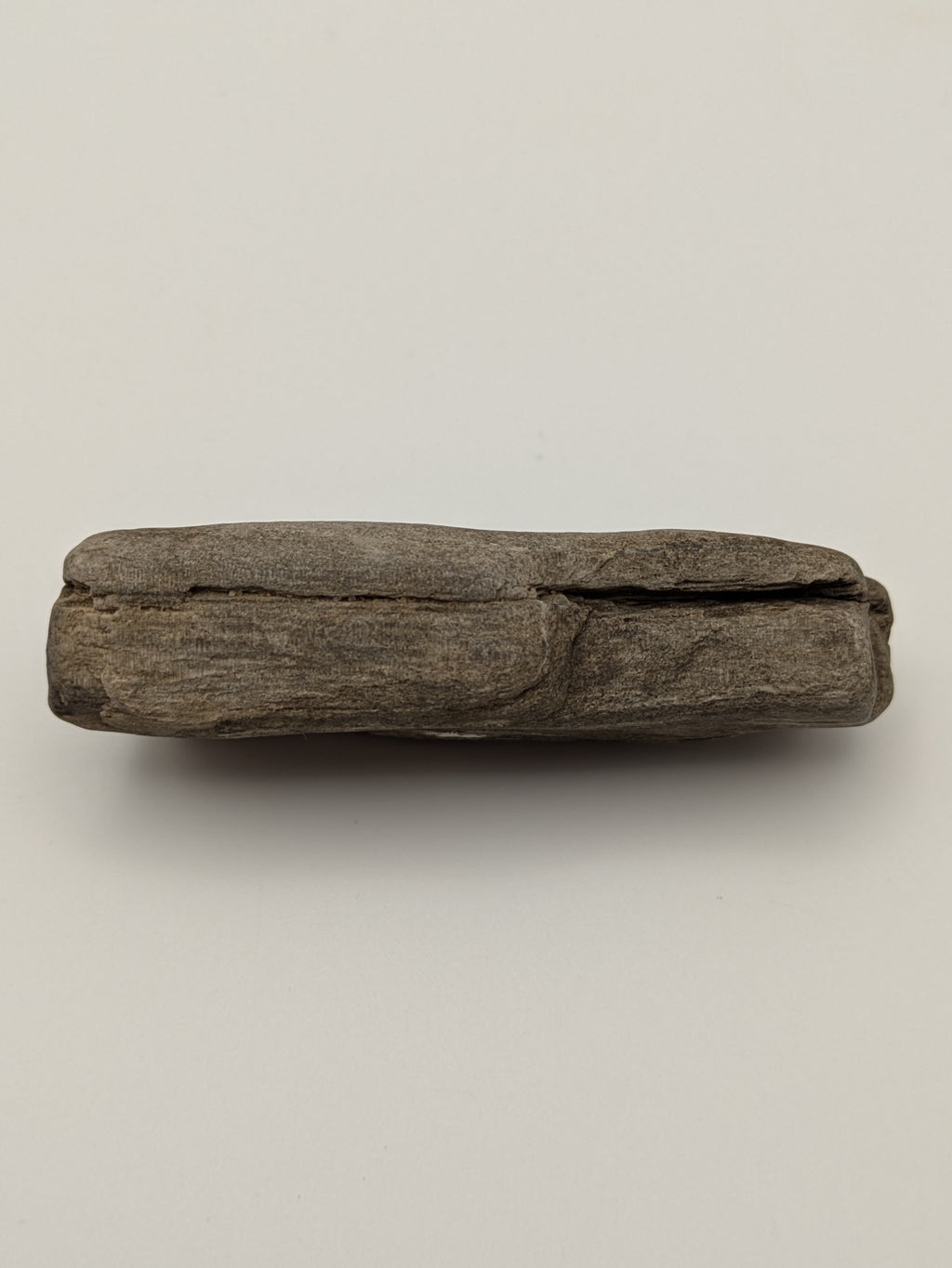 Petrified Wood Specimen