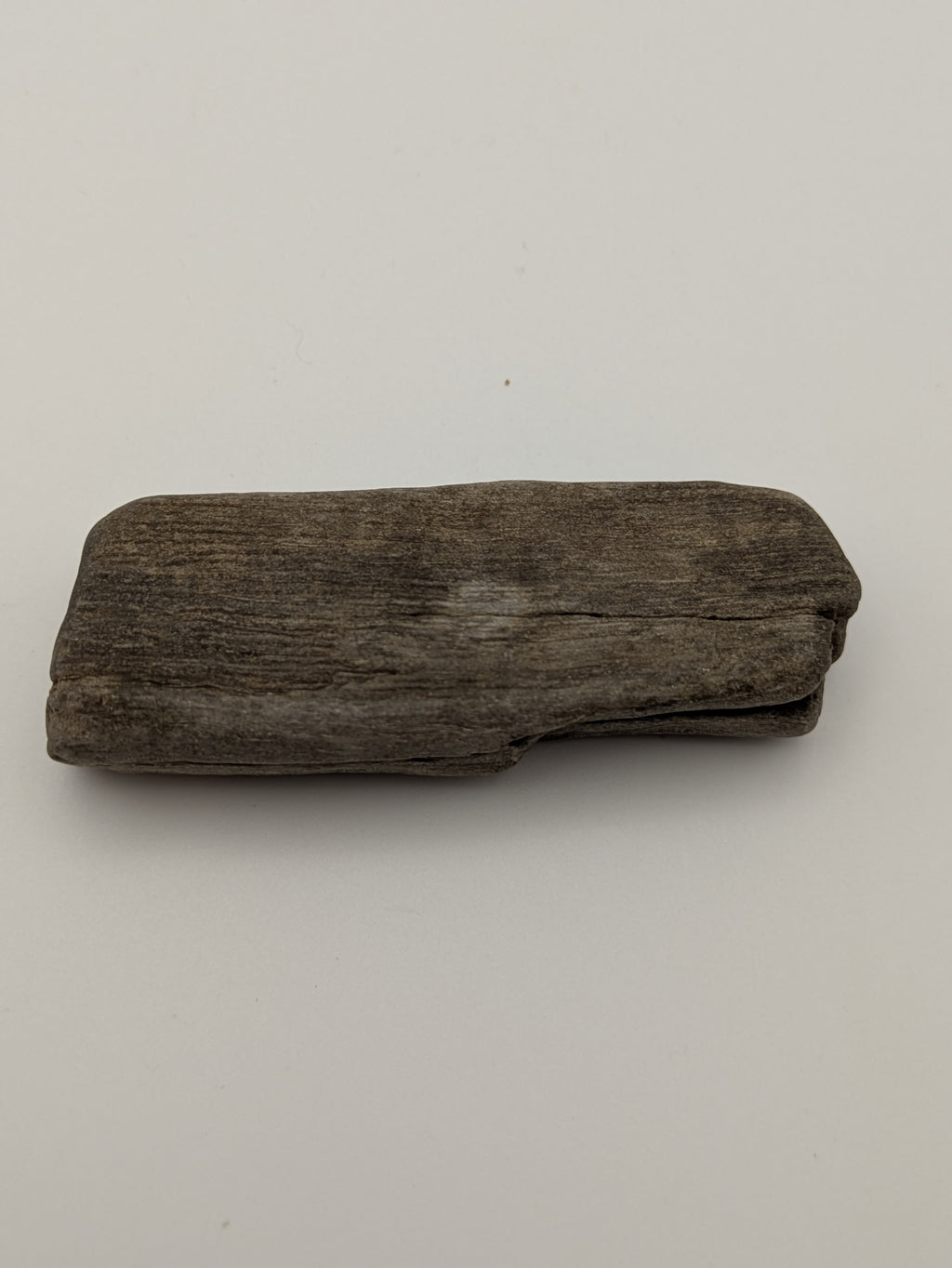 Petrified Wood Specimen