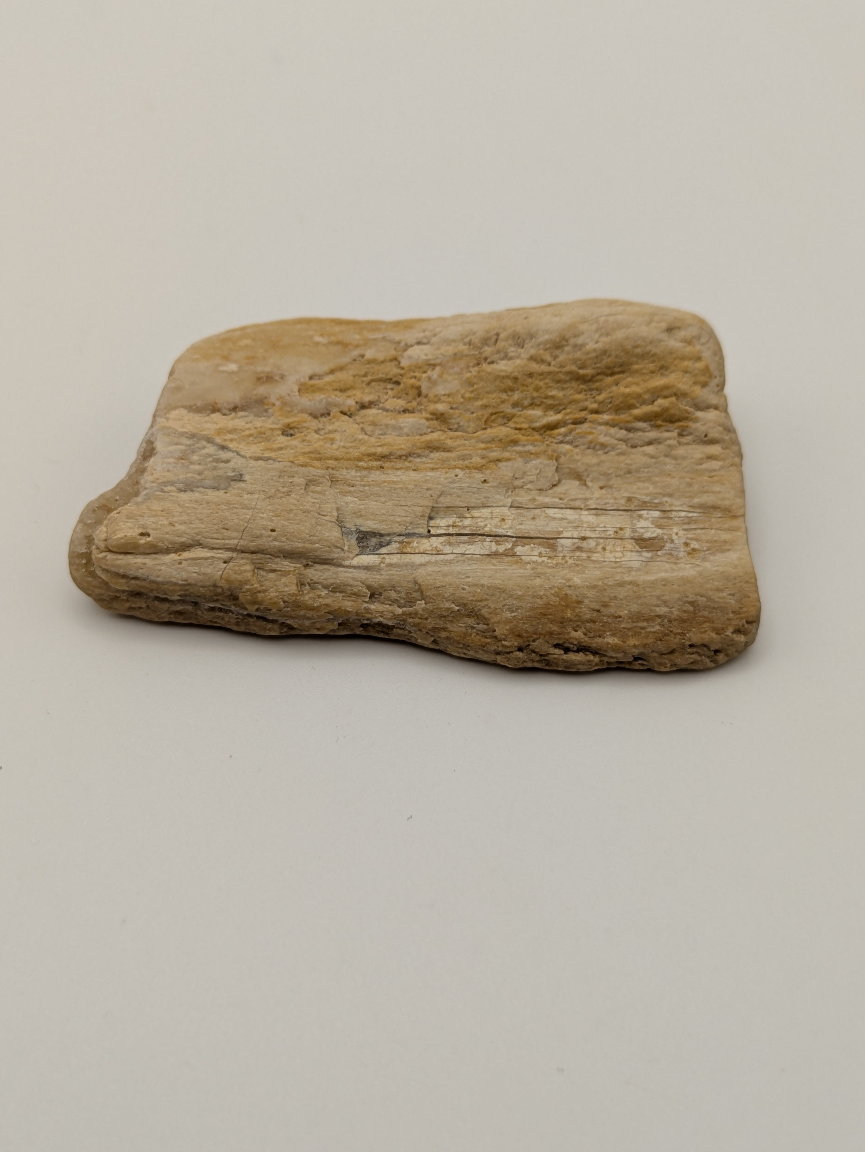 Petrified Wood Specimen