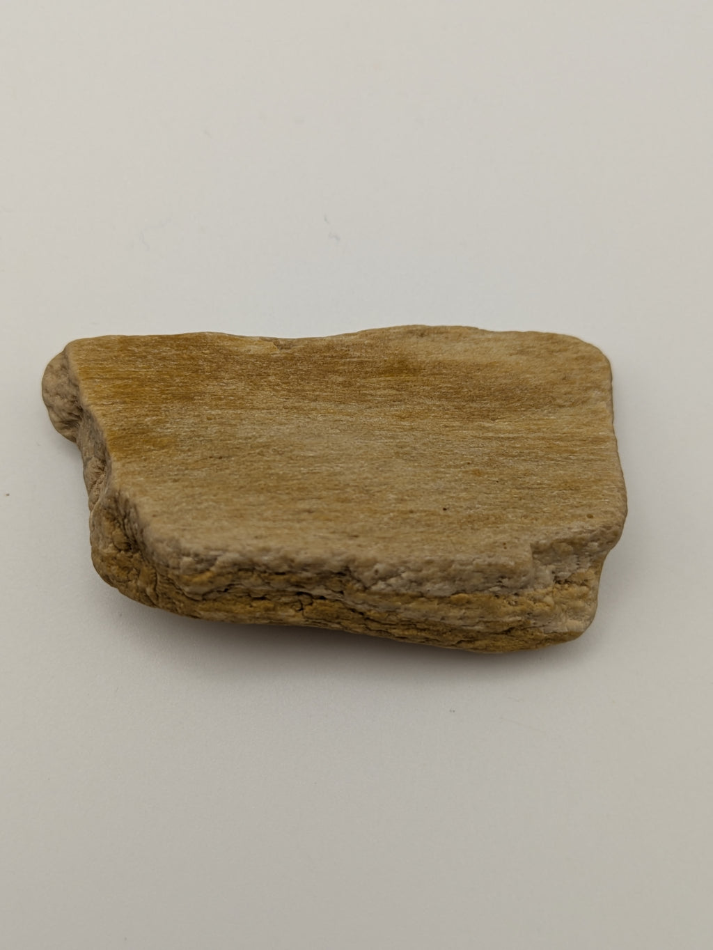 Petrified Wood Specimen