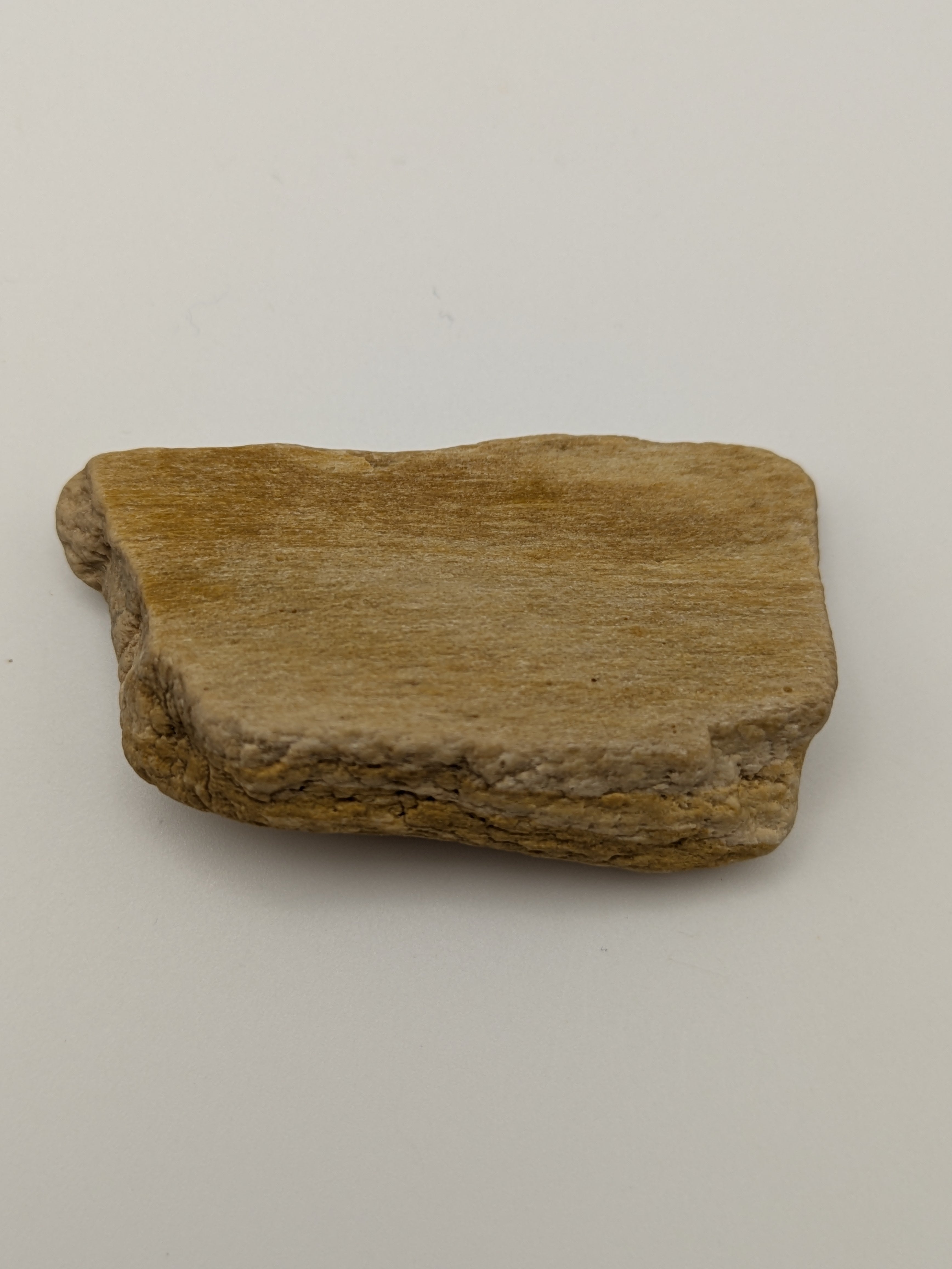Petrified Wood Specimen