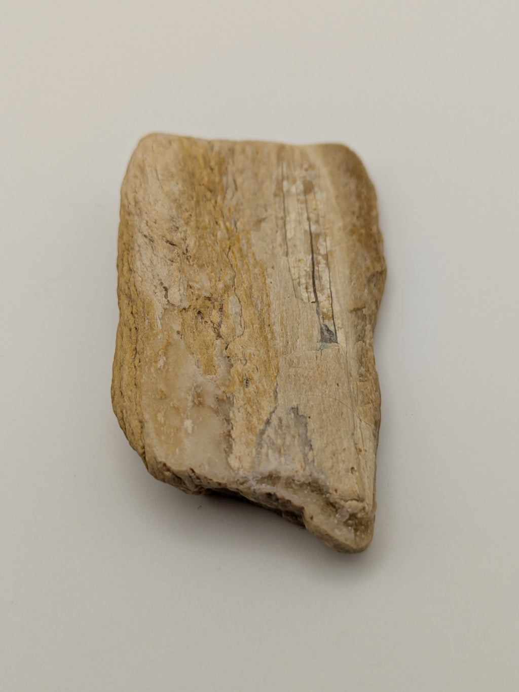 Petrified Wood Specimen