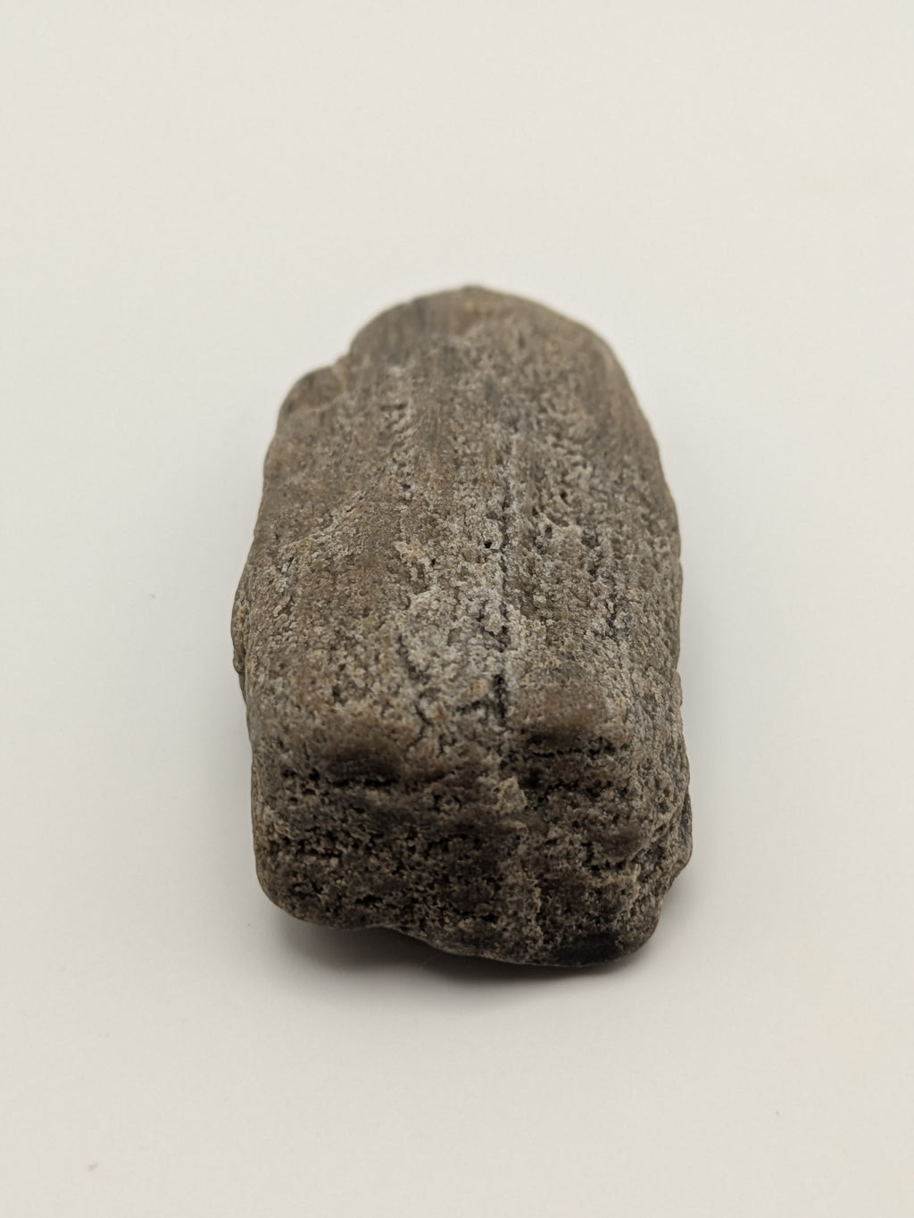 Petrified Wood Specimen with Druzy Crystals