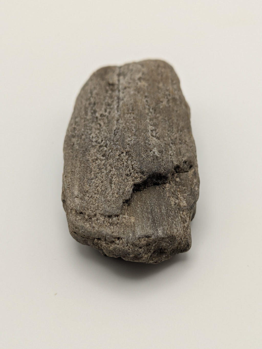 Petrified Wood Specimen with Druzy Crystals