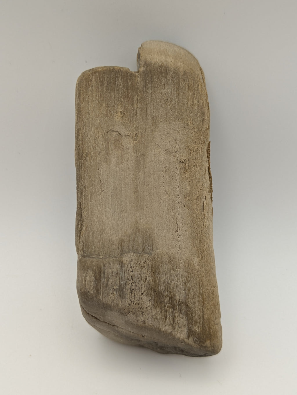 Petrified Wood Specimen with Druzy Crystals