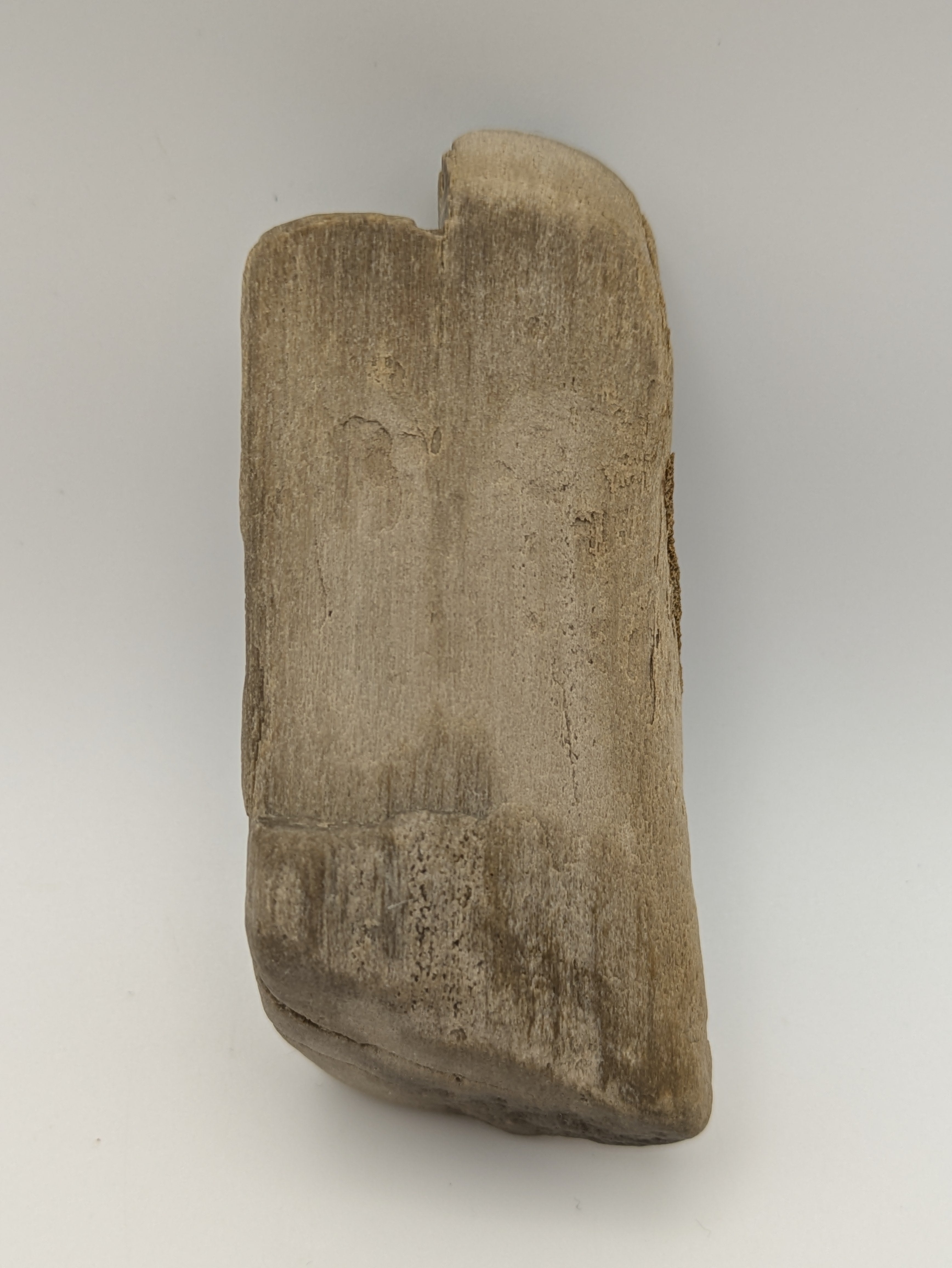 Petrified Wood Specimen with Druzy Crystals