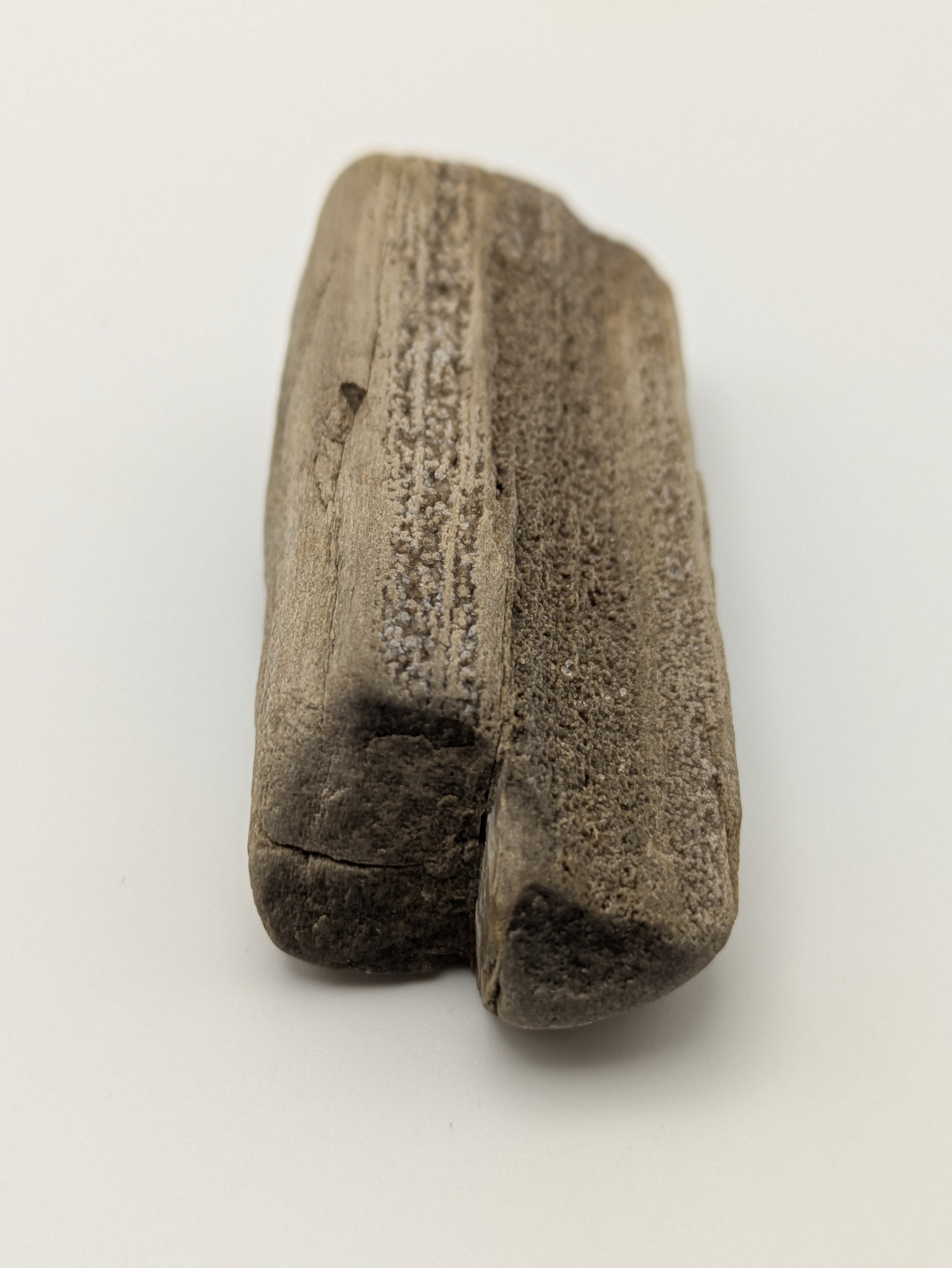 Petrified Wood Specimen with Druzy Crystals