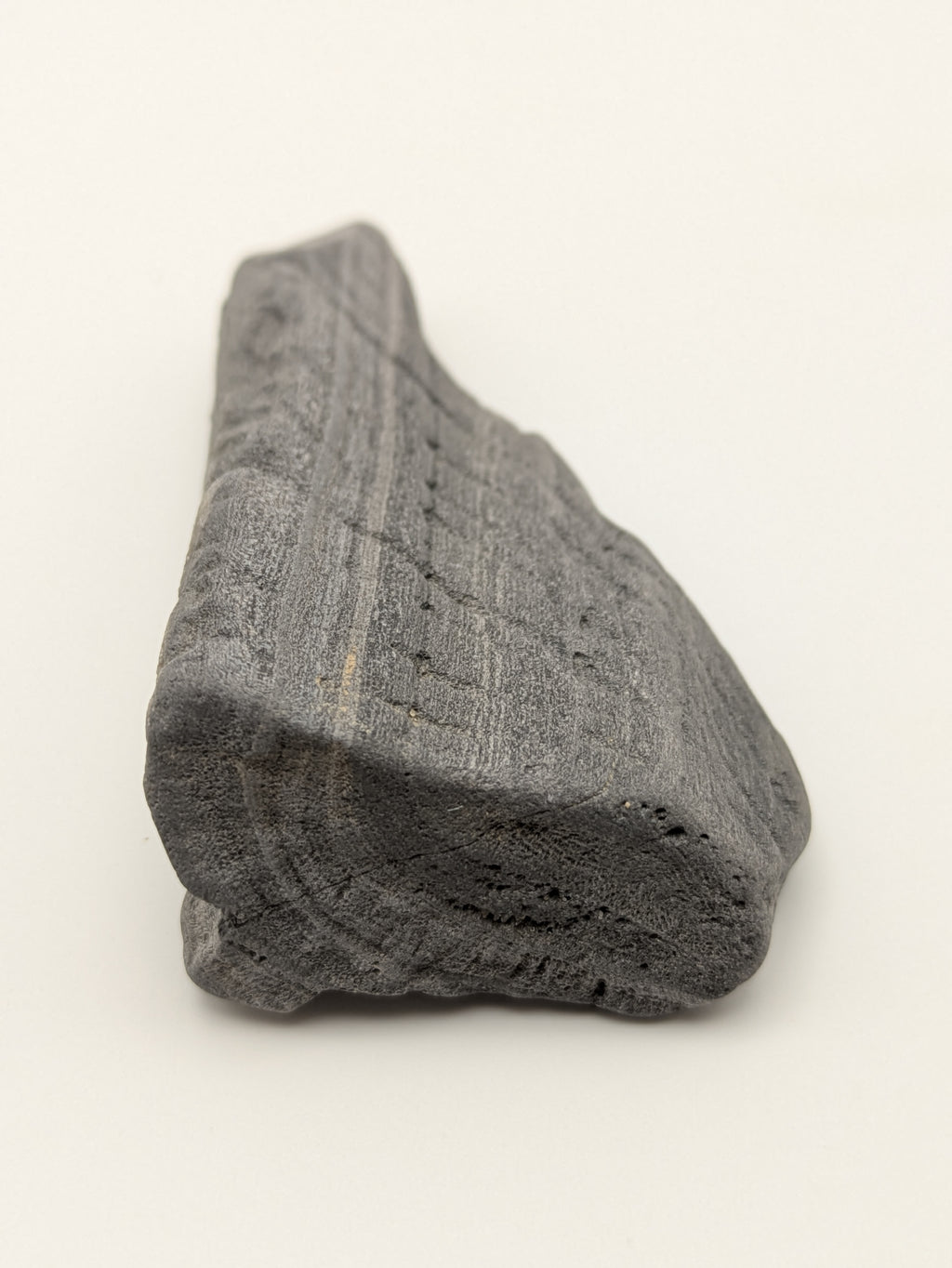 Petrified Wood Specimen