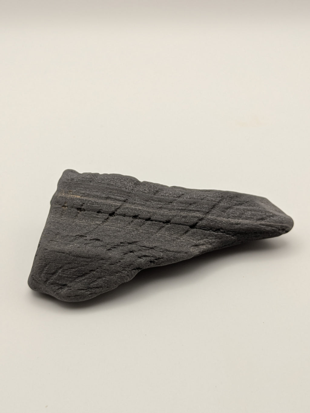 Petrified Wood Specimen