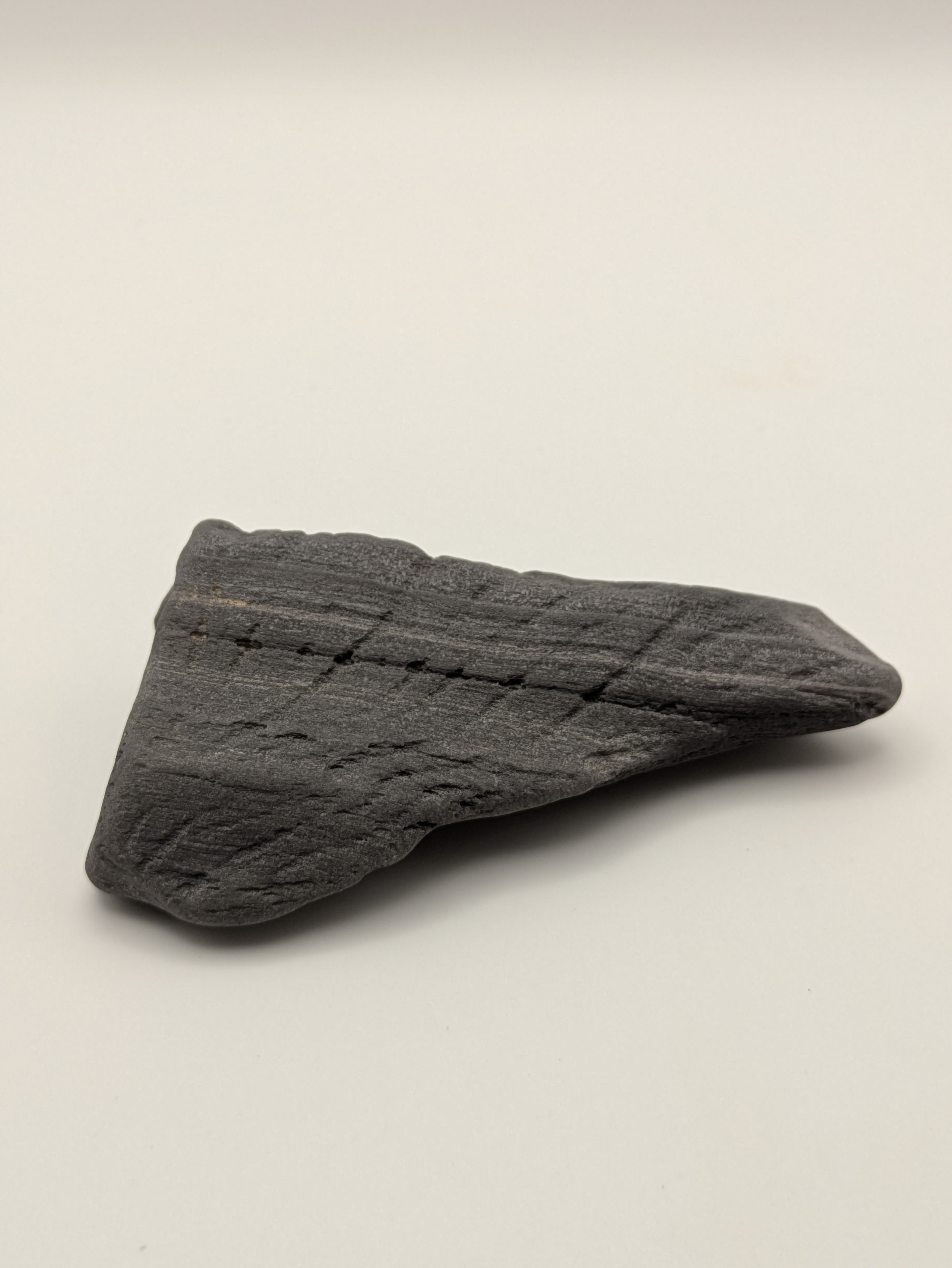 Petrified Wood Specimen