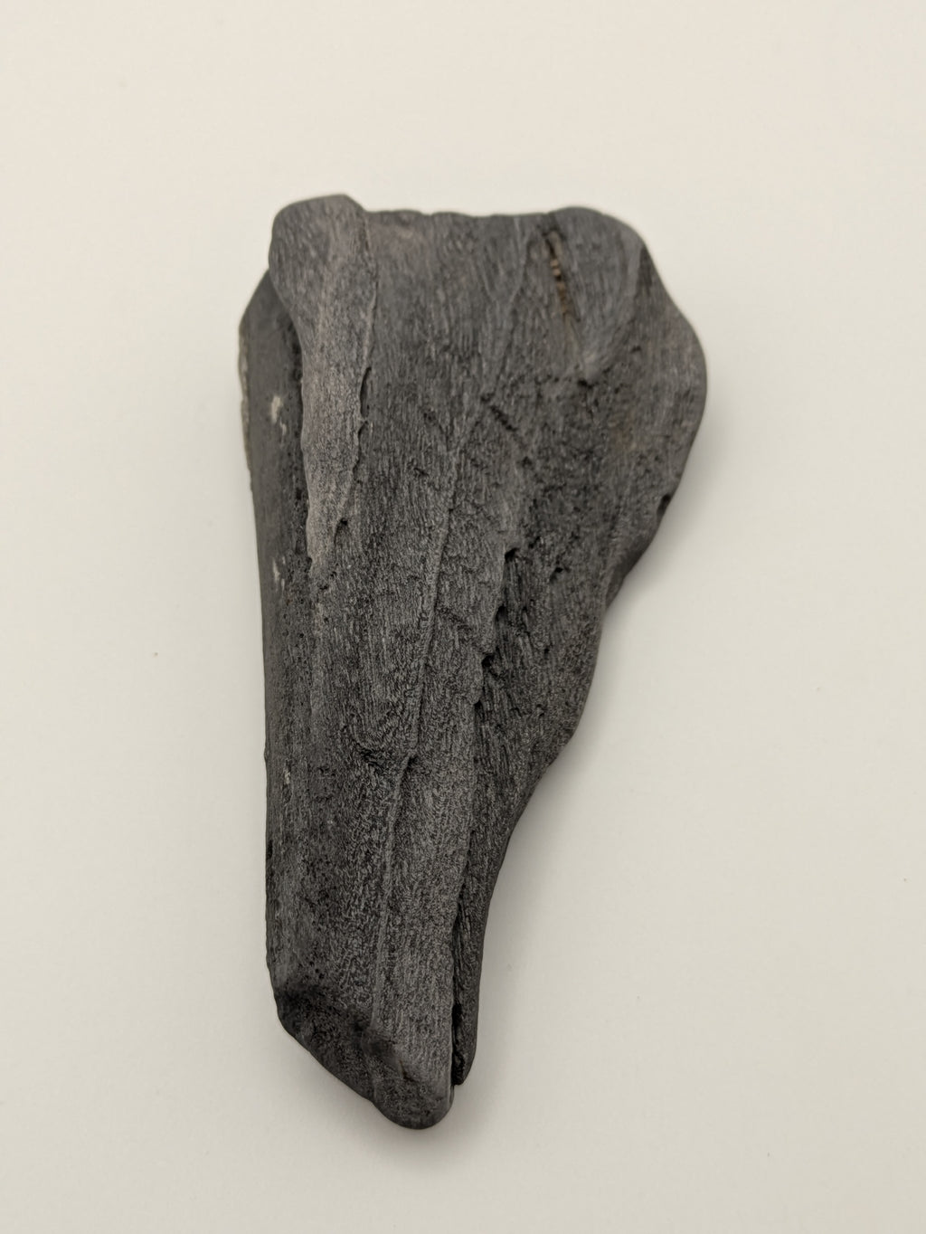 Petrified Wood Specimen