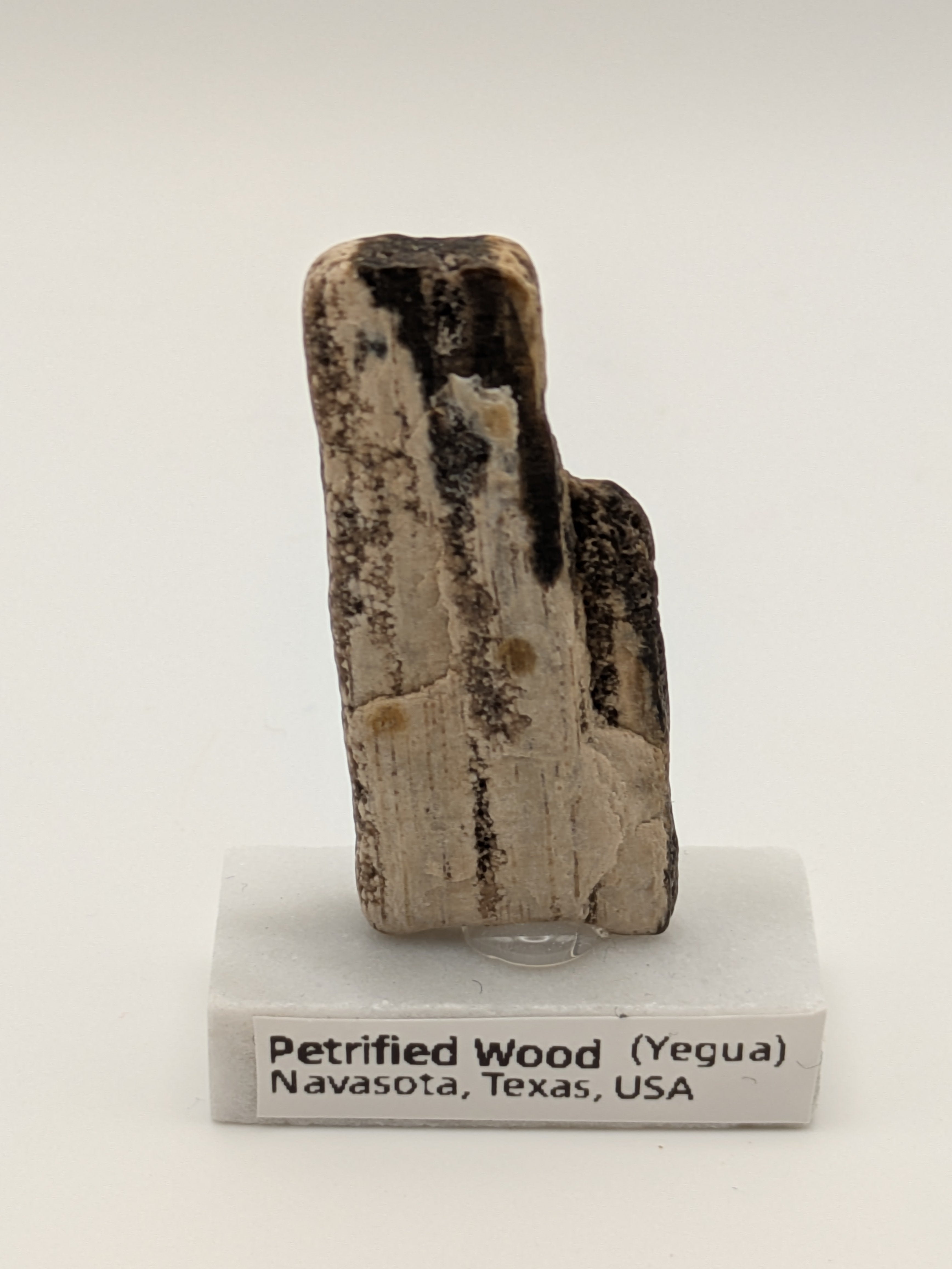 Small Petrified Wood Specimen (with stand)