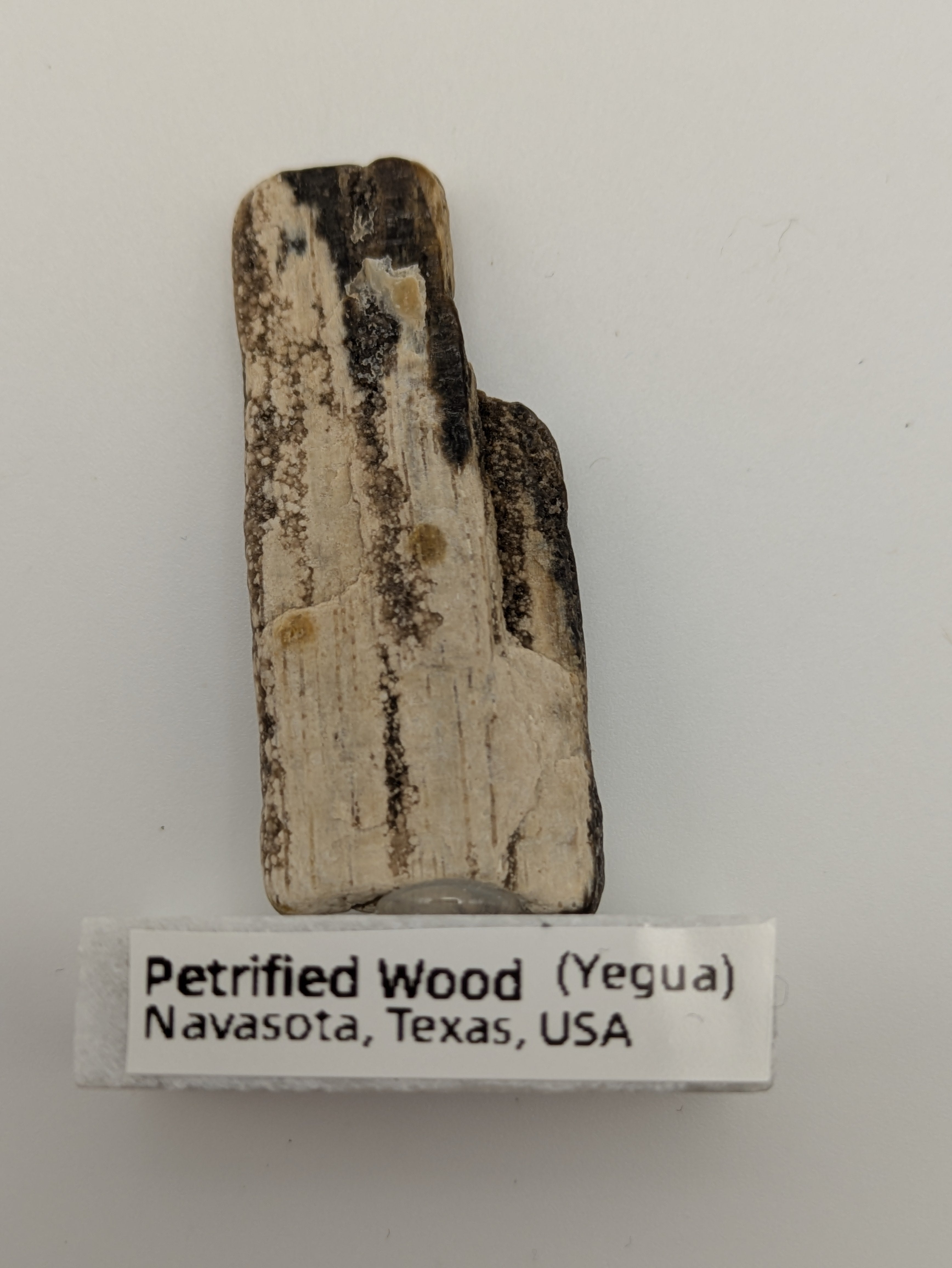 Small Petrified Wood Specimen (with stand)