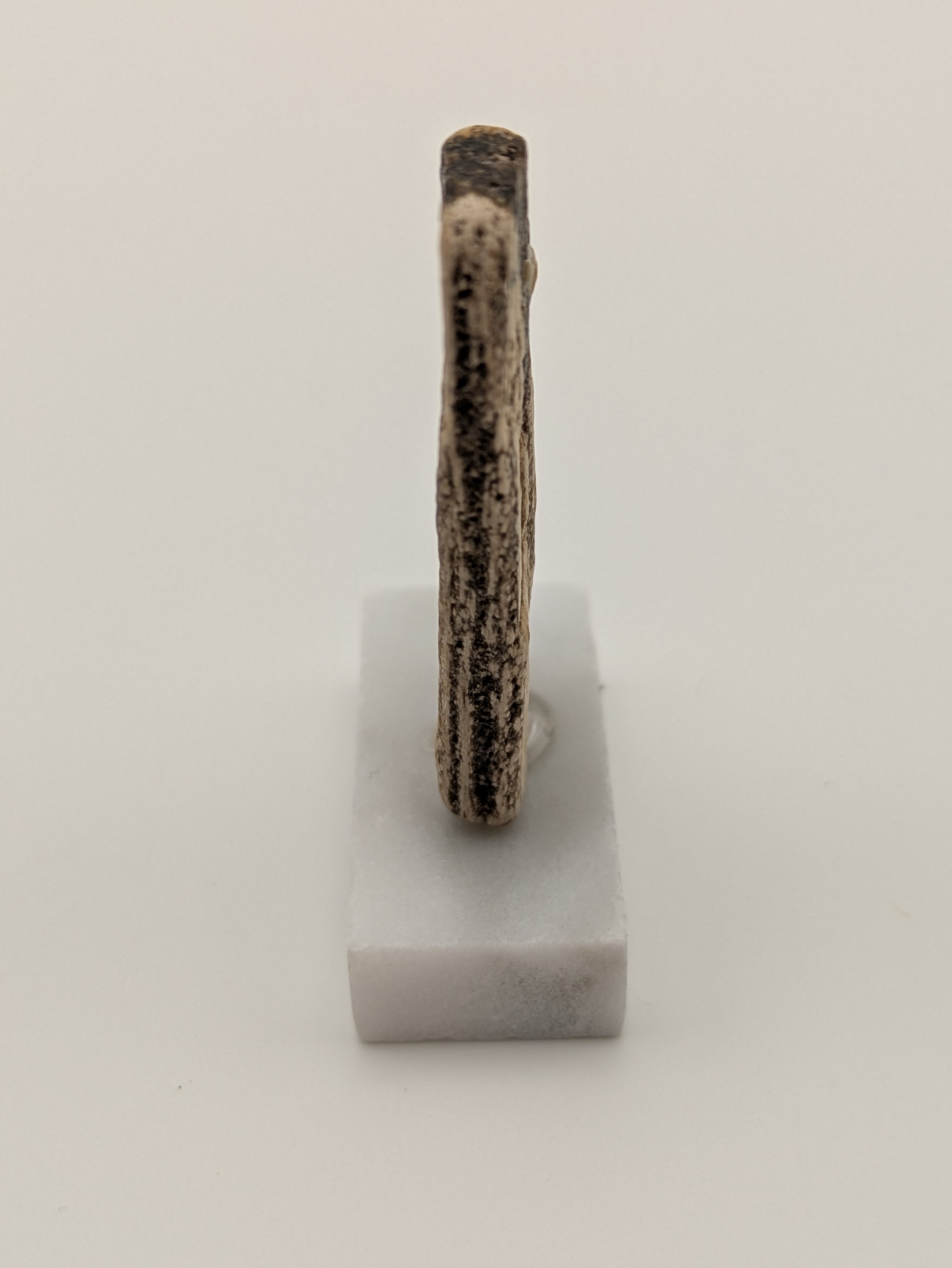 Small Petrified Wood Specimen (with stand)
