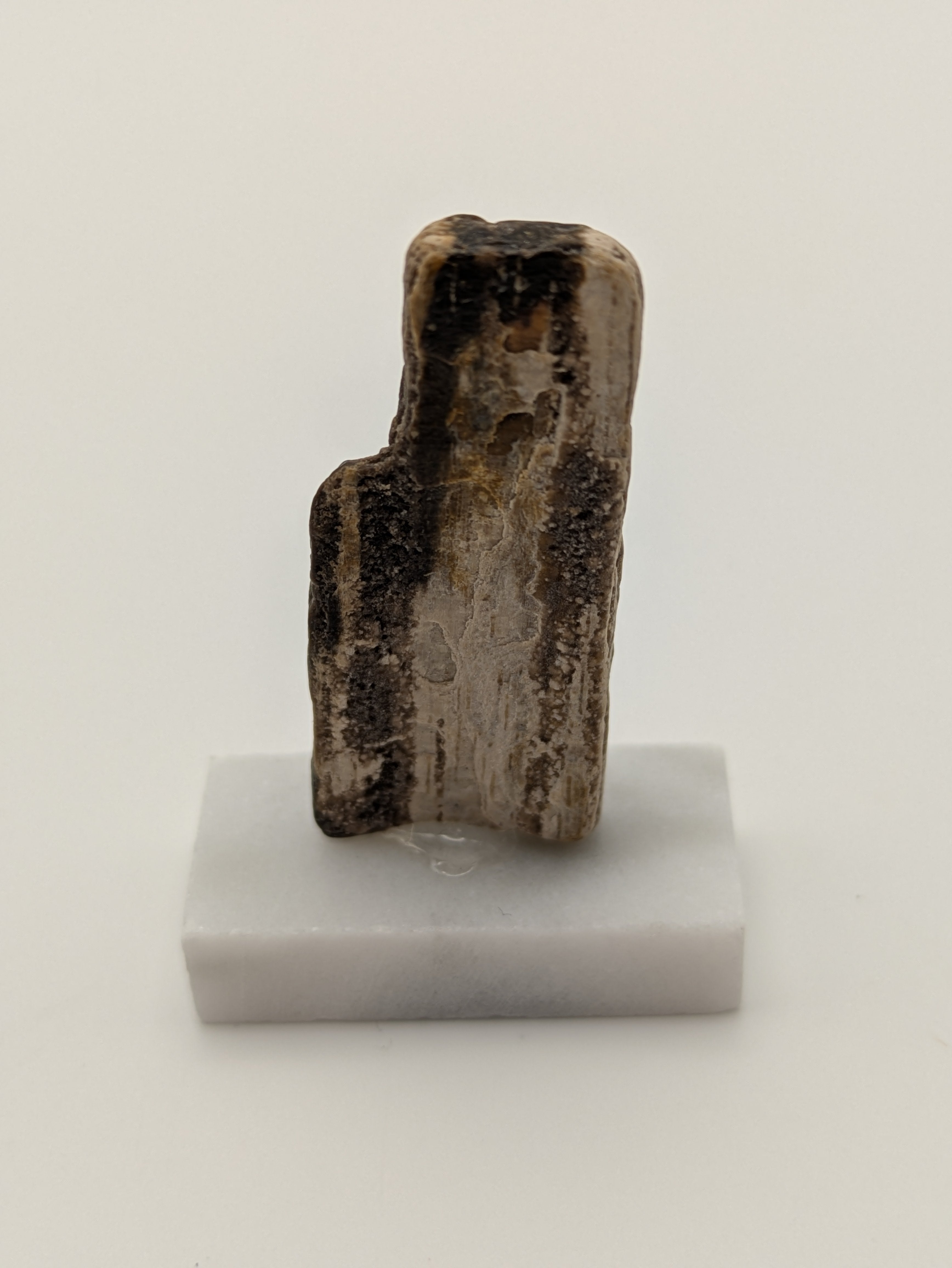 Small Petrified Wood Specimen (with stand)