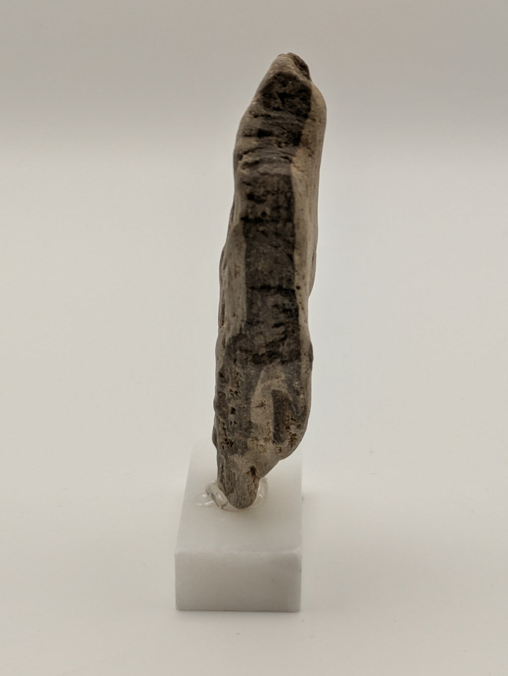 Small Petrified Wood Specimen (with stand)