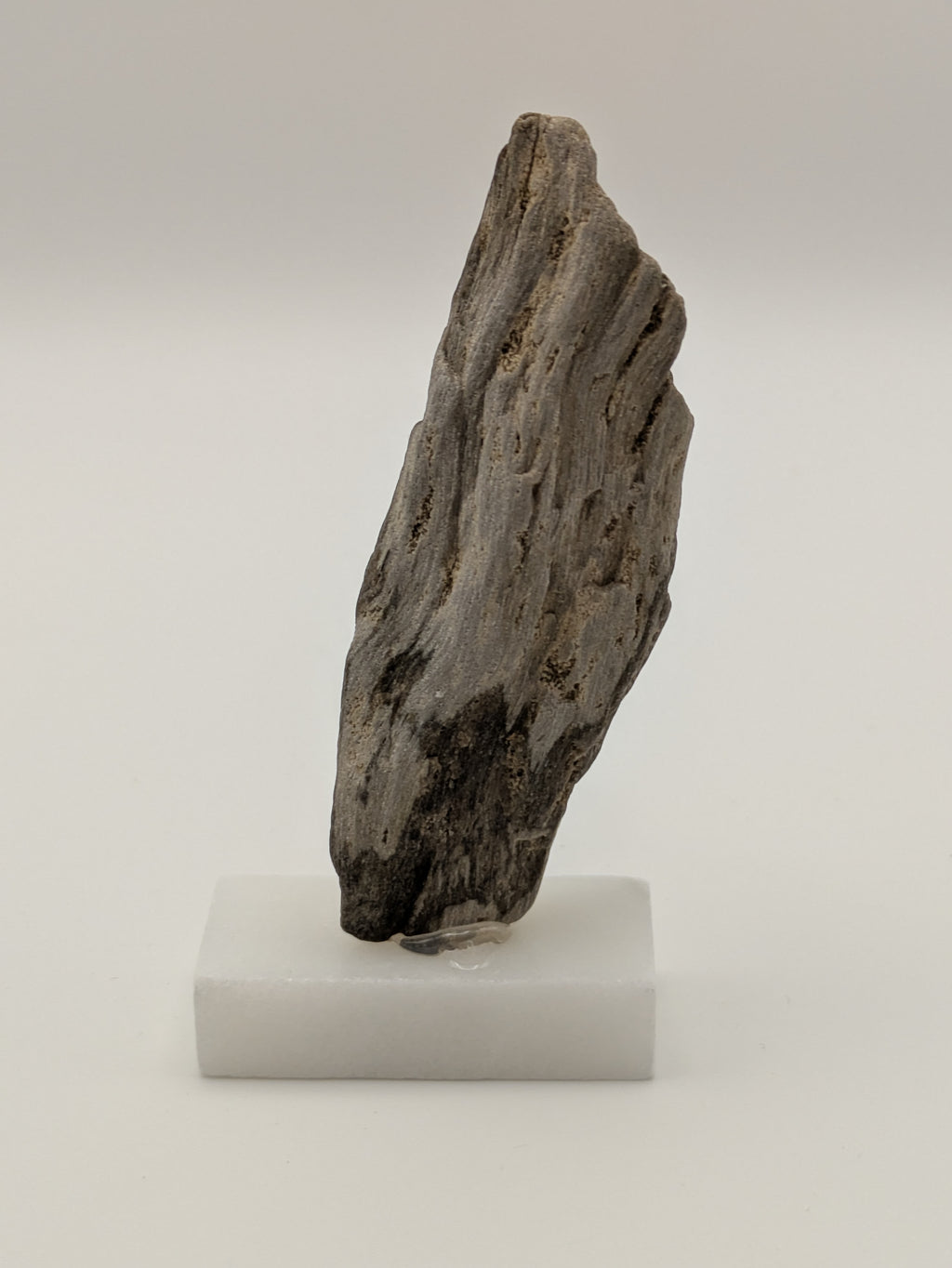 Small Petrified Wood Specimen (with stand)