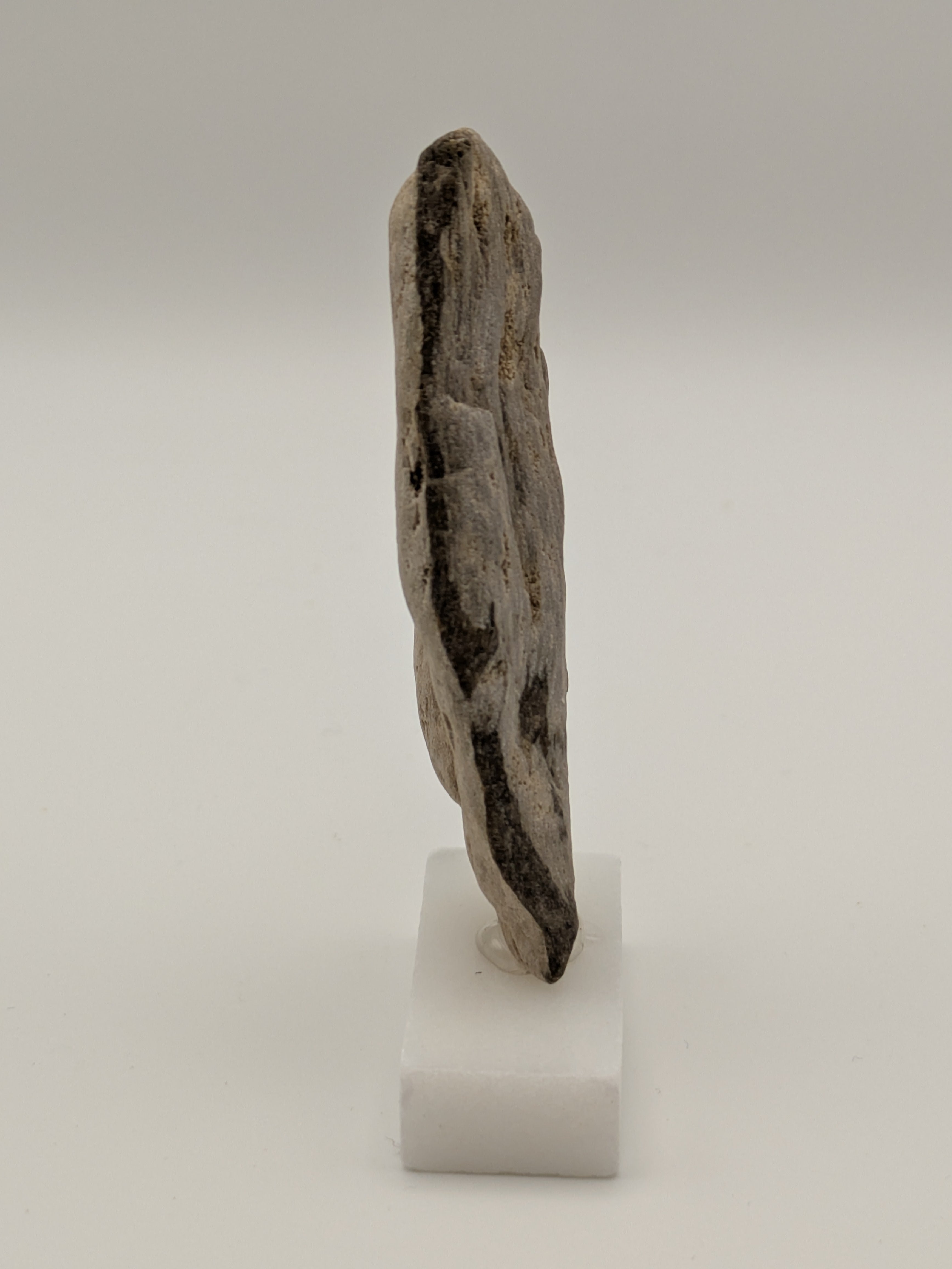 Small Petrified Wood Specimen (with stand)