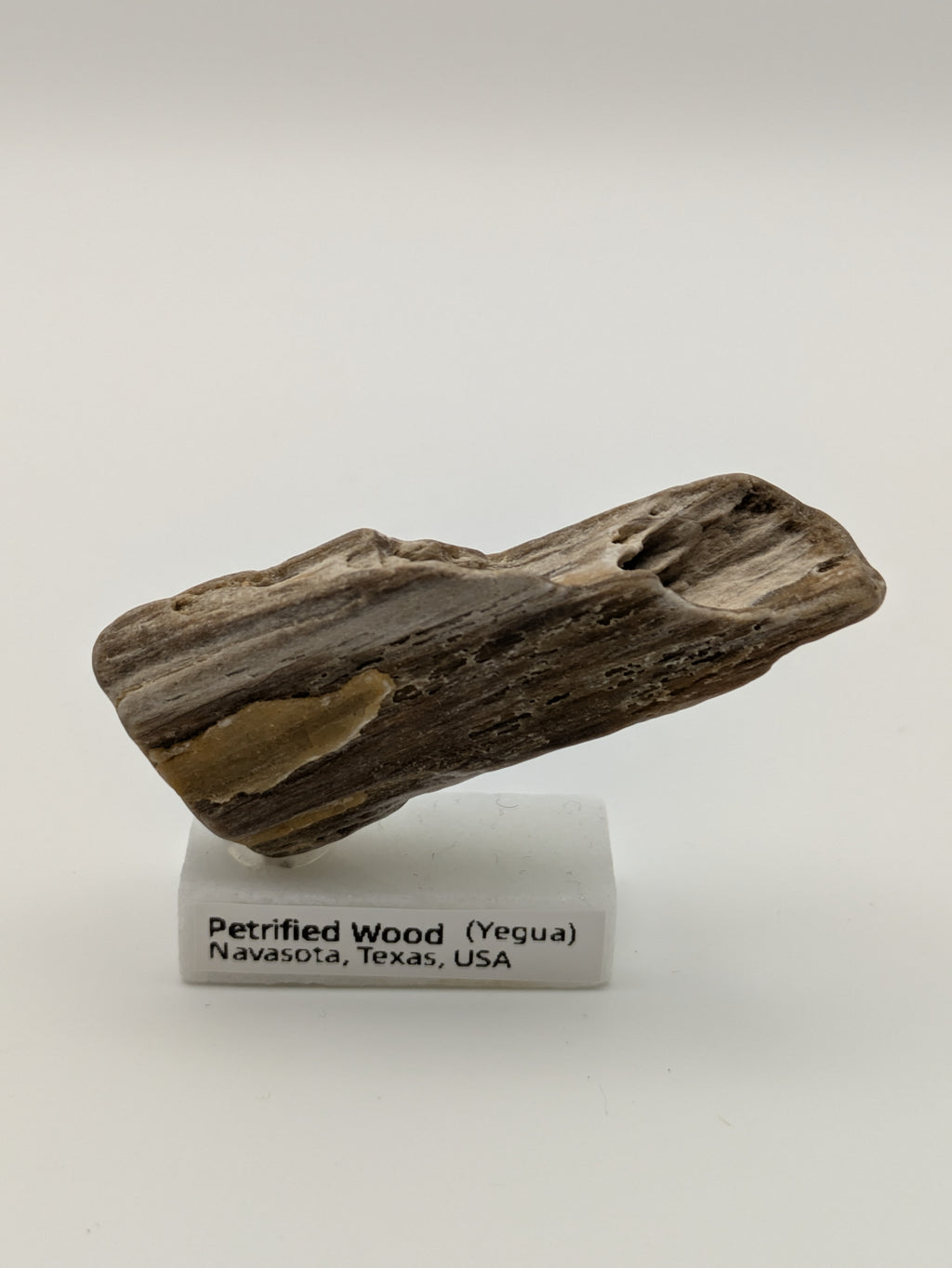 Small Petrified Wood Specimen (with stand)
