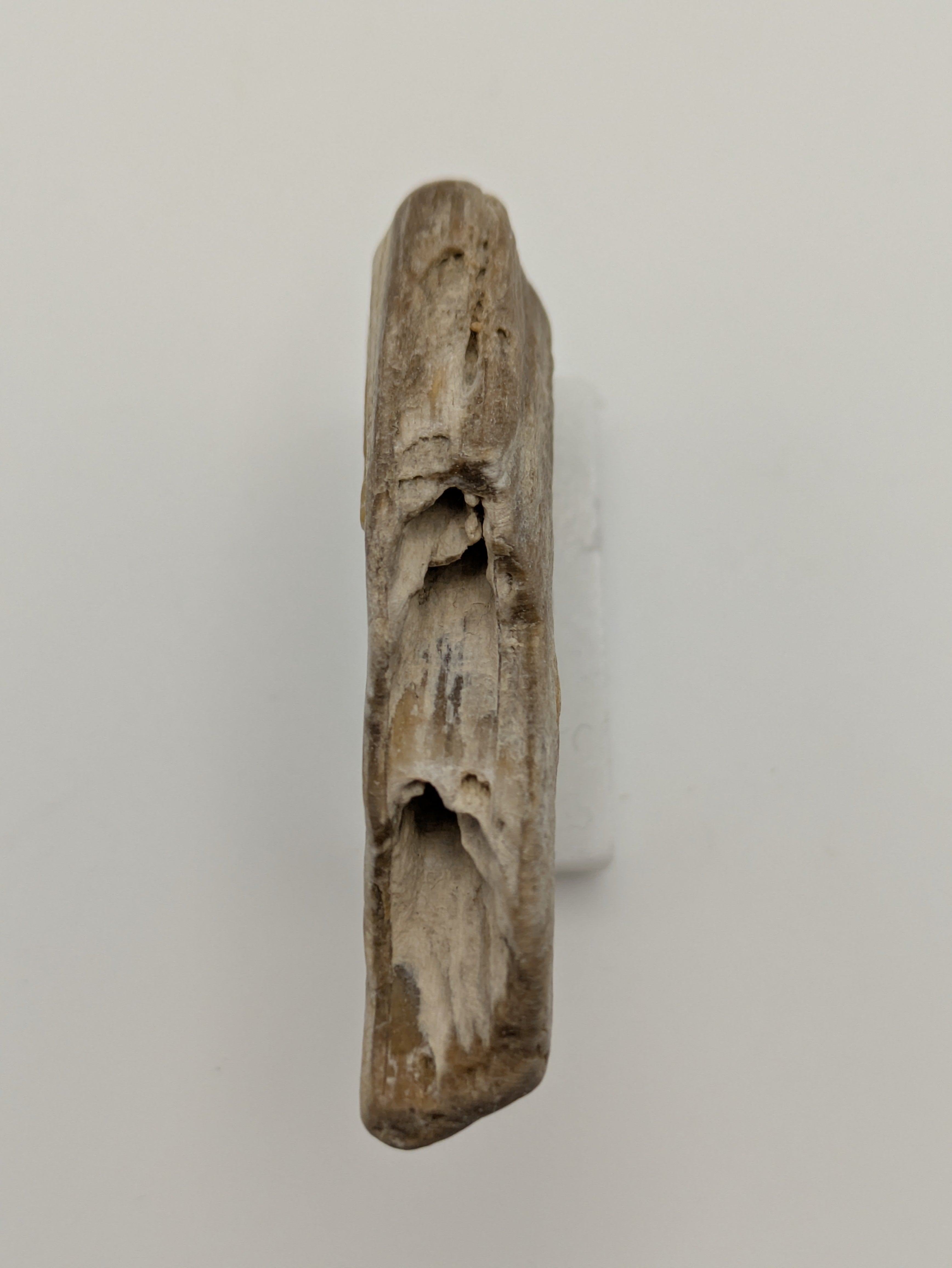 Small Petrified Wood Specimen (with stand)