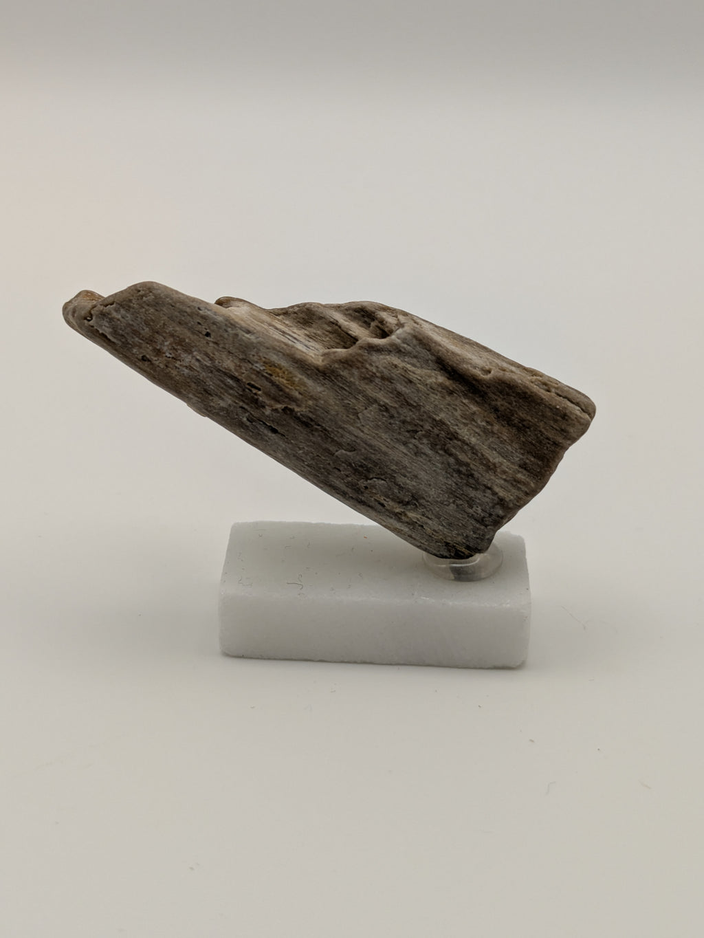 Small Petrified Wood Specimen (with stand)