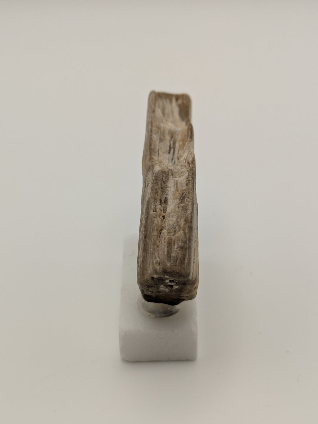 Small Petrified Wood Specimen (with stand)