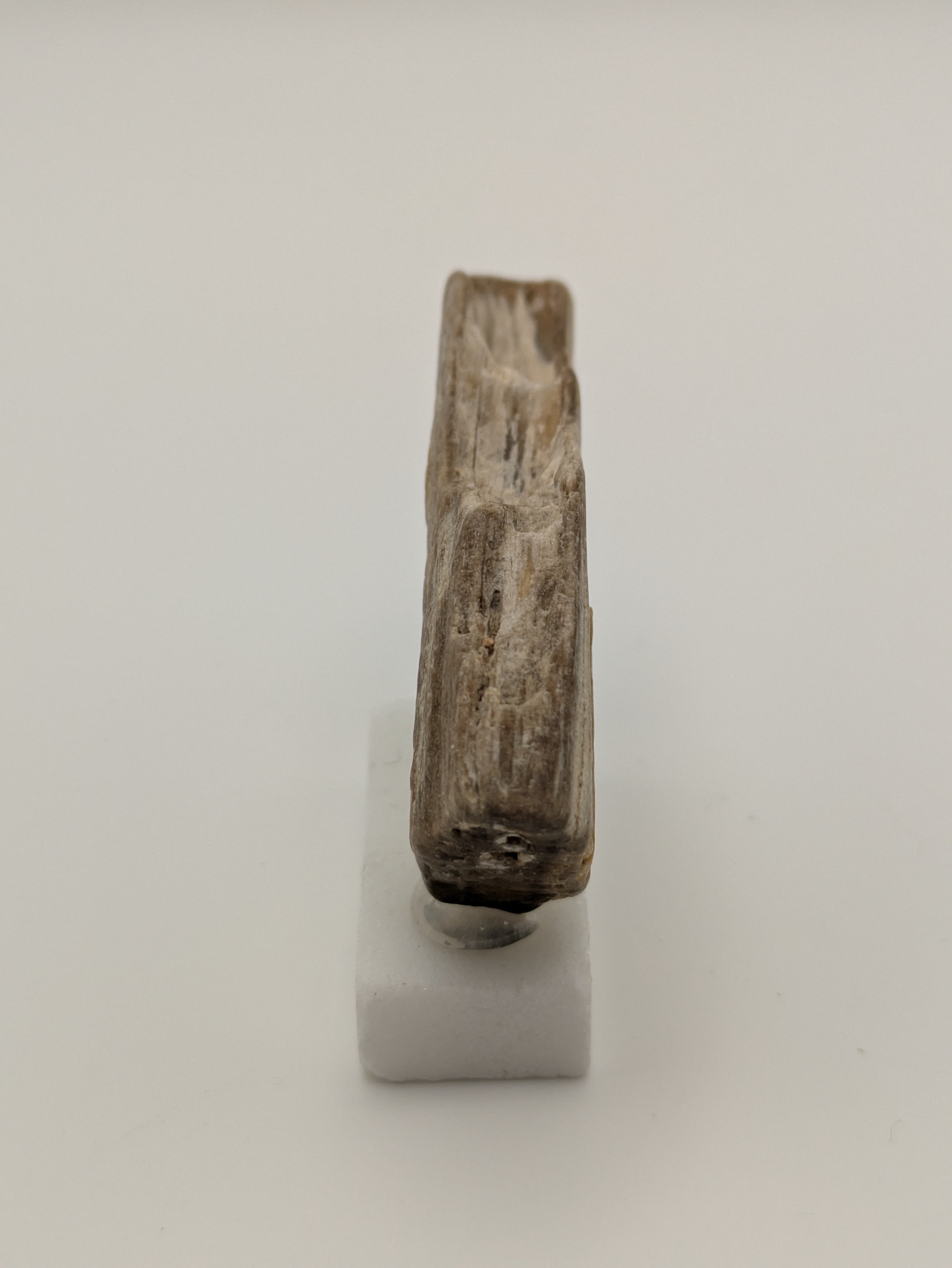 Small Petrified Wood Specimen (with stand)
