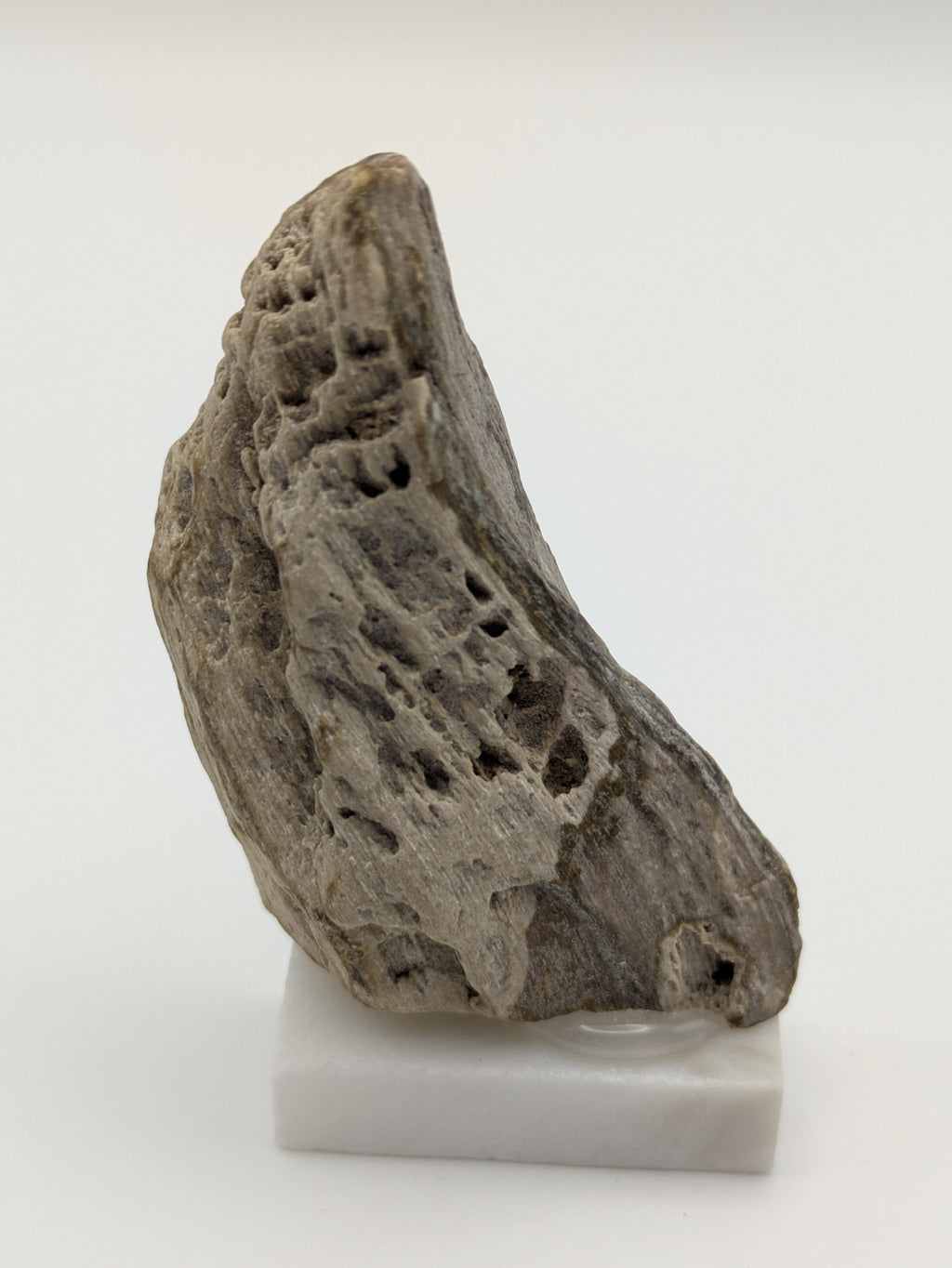 Small Petrified Wood Specimen with Druzy Crystals (with stand)