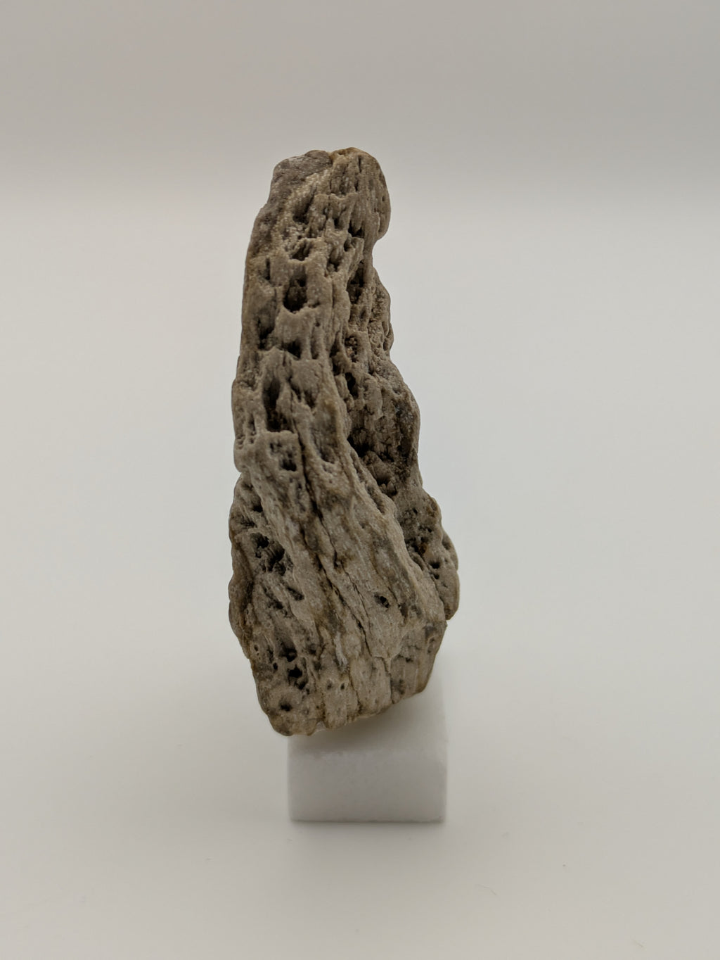 Small Petrified Wood Specimen with Druzy Crystals (with stand)