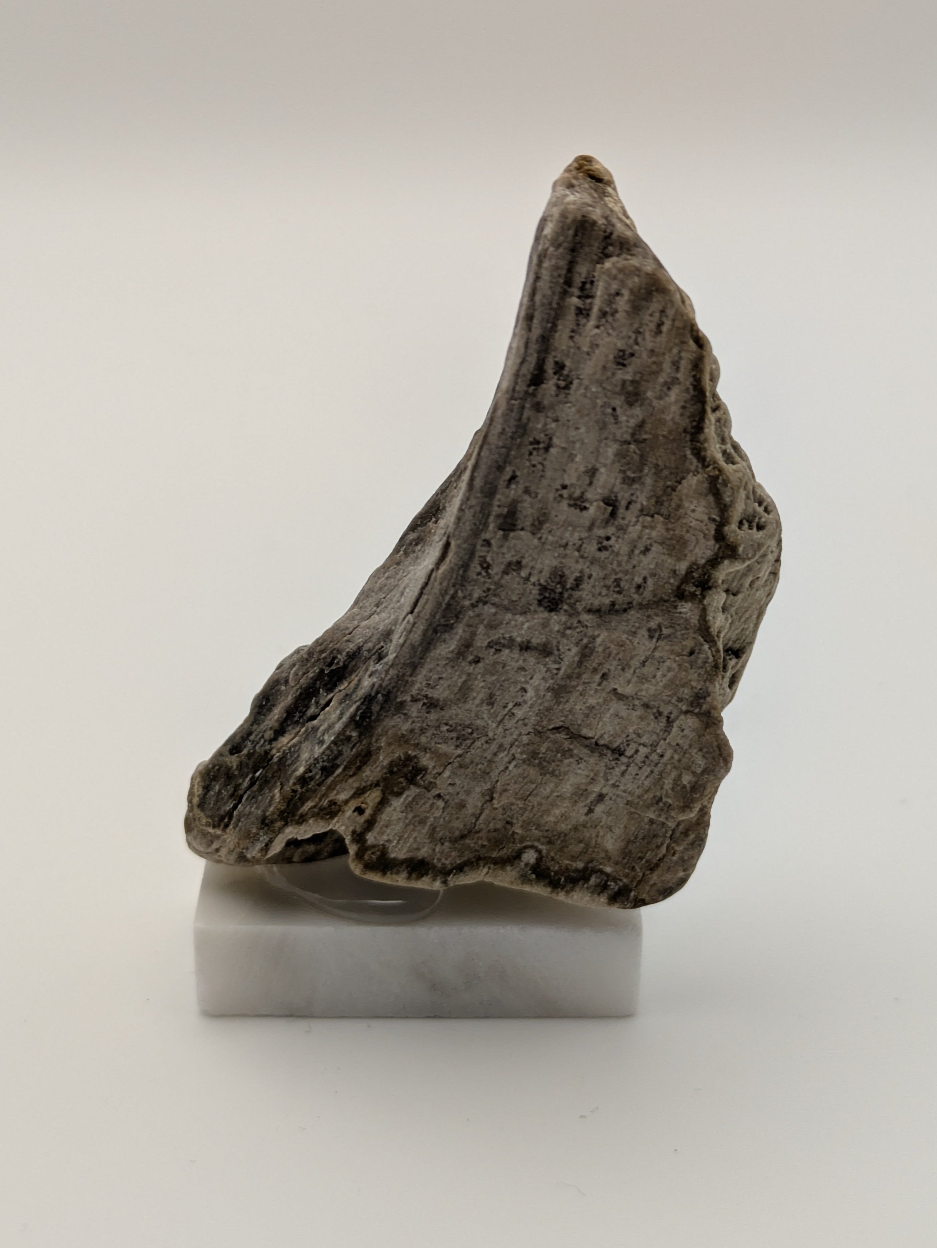 Small Petrified Wood Specimen with Druzy Crystals (with stand)