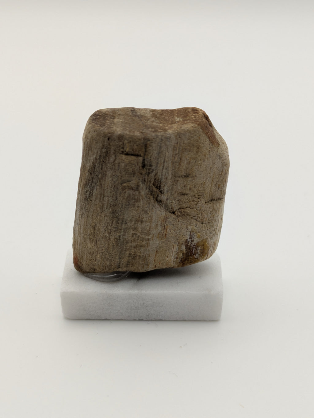 Small Petrified Wood Specimen (with stand)