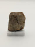 Small Petrified Wood Specimen (with stand)