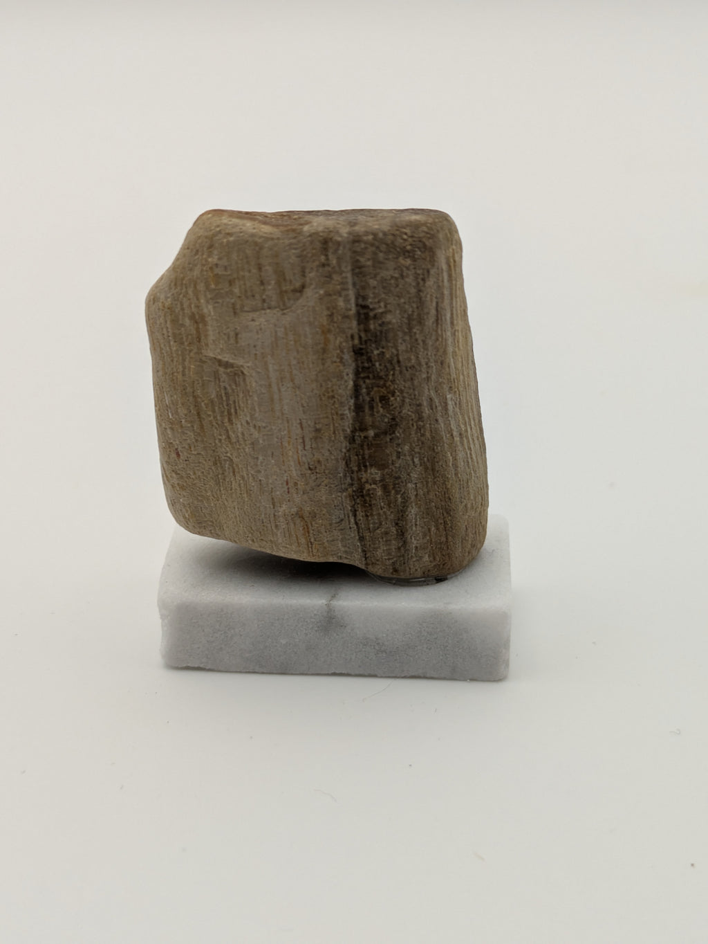 Small Petrified Wood Specimen (with stand)
