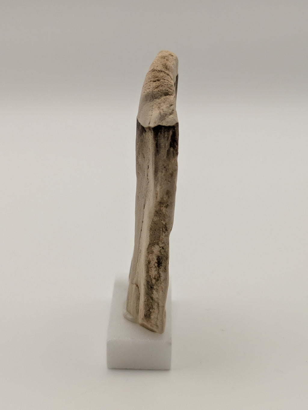 Small Petrified Wood Specimen (with stand)