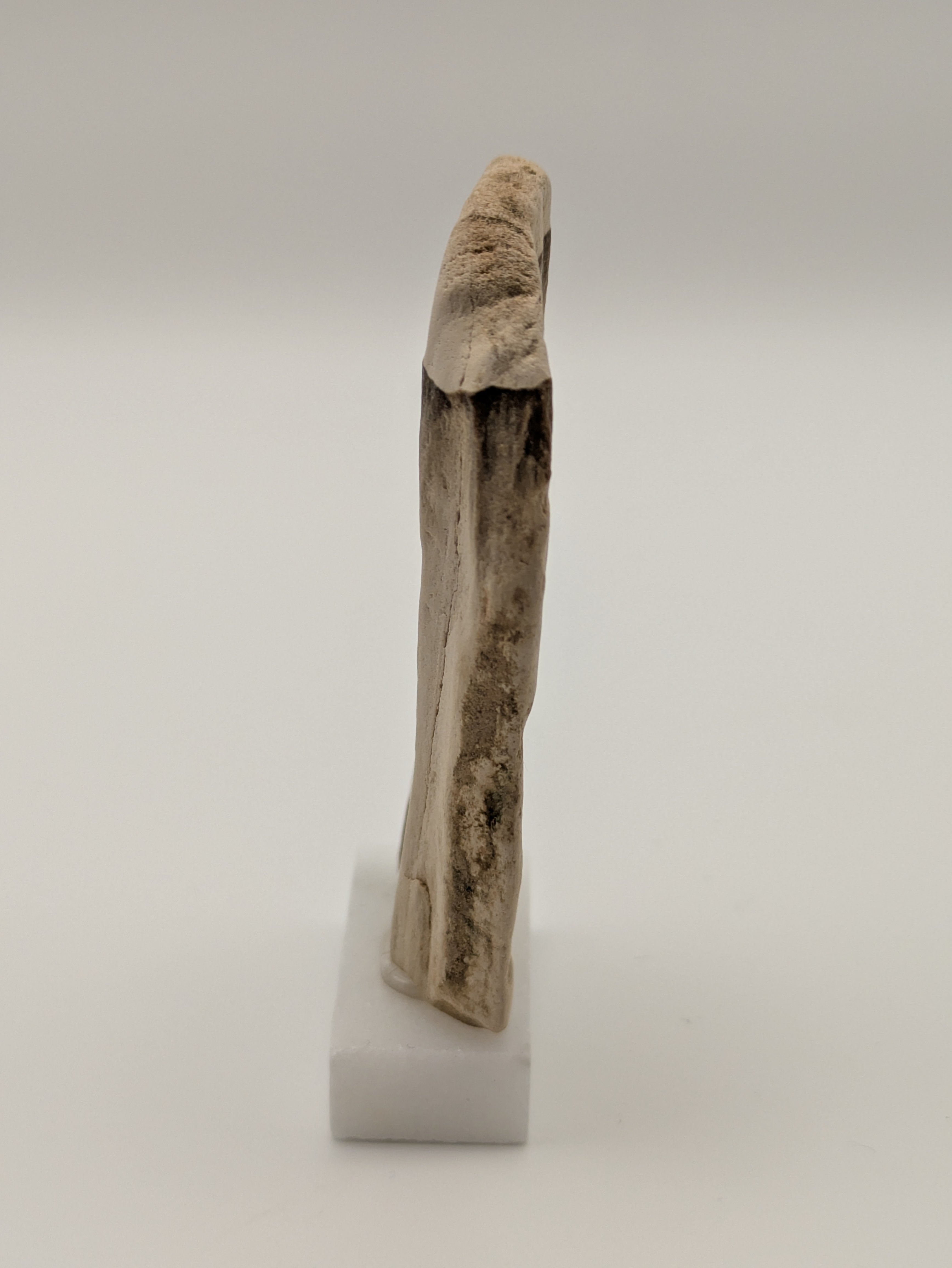 Small Petrified Wood Specimen (with stand)